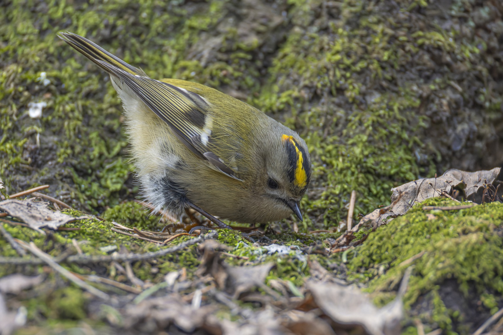 желтоголовый королек, королек, птицы, Ruslan Pl