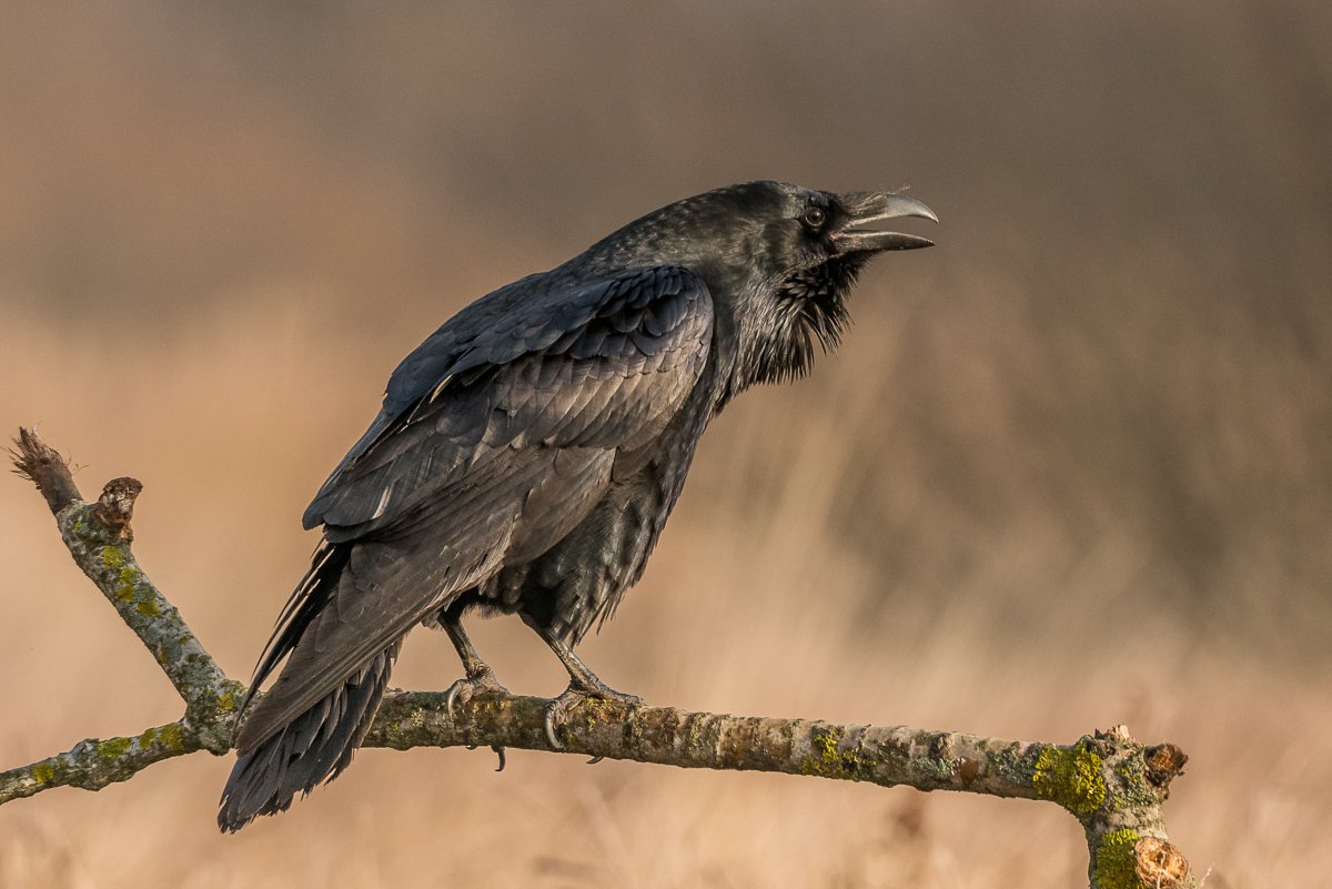 aves, birds, common raven, corvus corax, ptaki, kruk, birder's corner, Dominik Chrzanowski