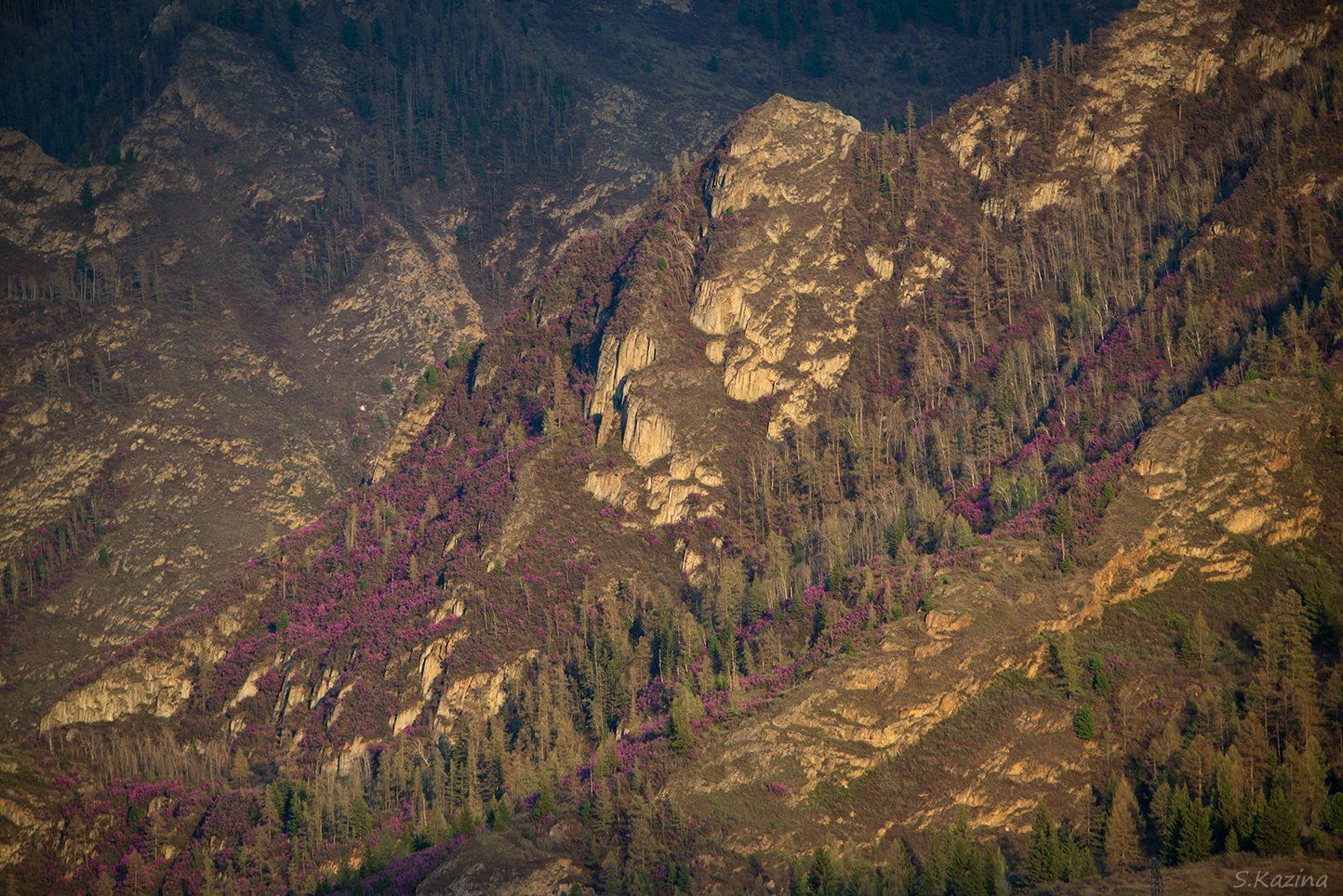 flowers, landscape, may, mountain, nature, rhododendron, spring, view, алтай, весна, горный алтай, горный пейзаж, май, маральник, пейзажприрода, рододендрон, цветы, Светлана Казина