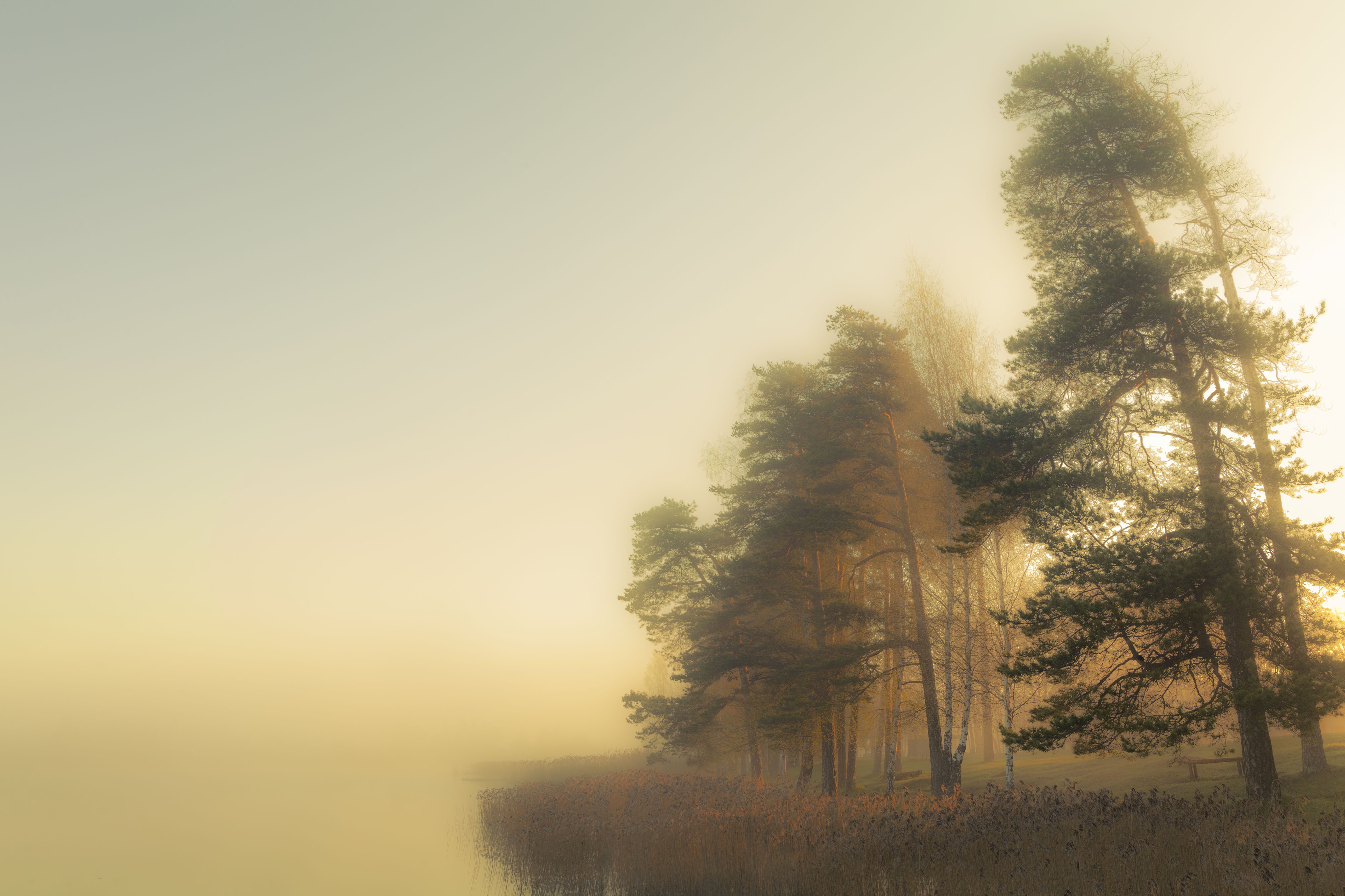 Lake, Mist, Natural light, Pines, Zenonas Mockus