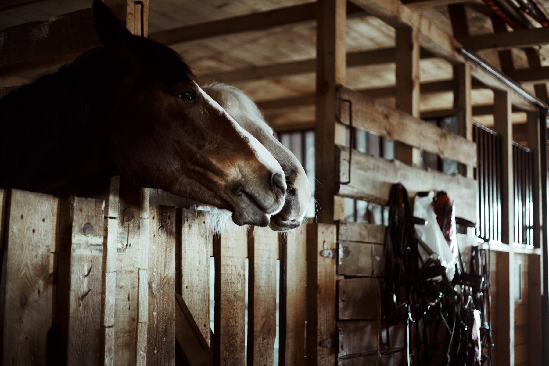 horses, stables for horses, steed, hoss, конь, лошадь, конюшня, , Маховицкая Кристина