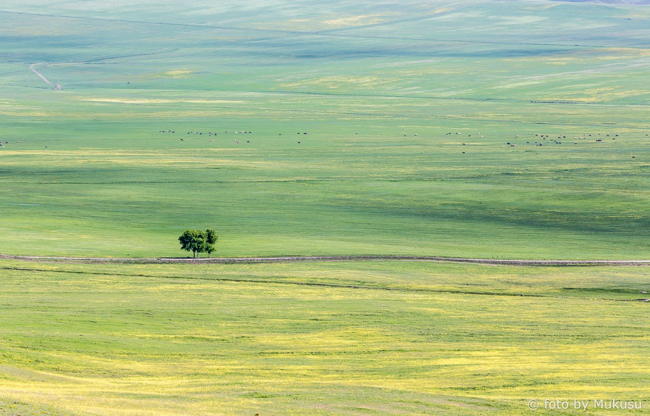 грузия, кахети, путешествия,равнина, холмы, кавказ, пейзаж, Алексей Самойленко