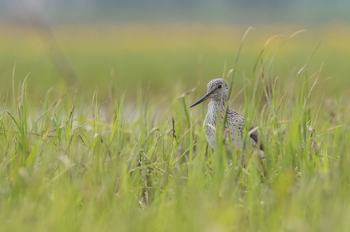 aves, birds, common greenshank, ptaki, tringa nebularia, kwokacz, Dominik Chrzanowski