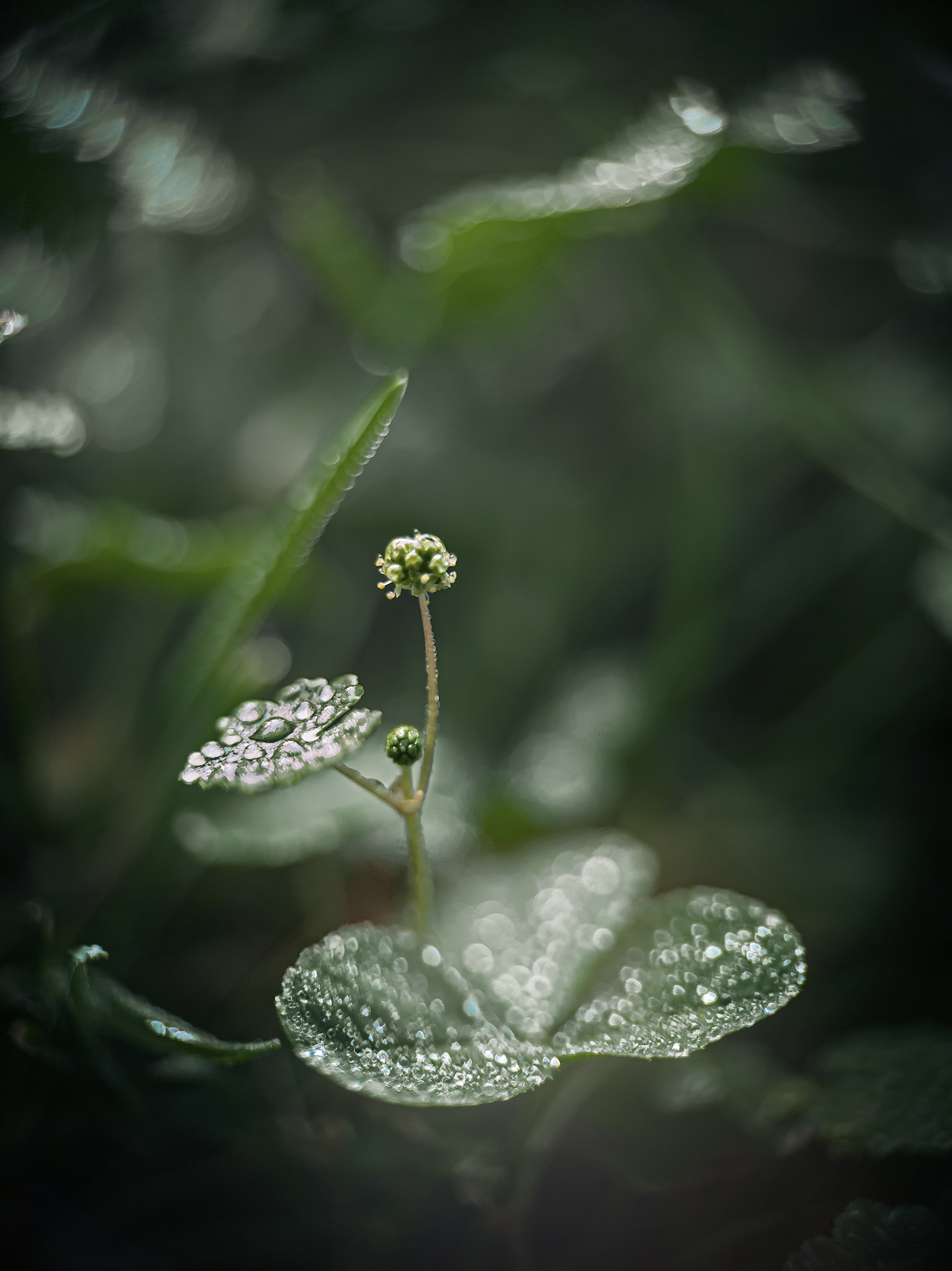 #макро #капли #боке, Дмитрий Суханов