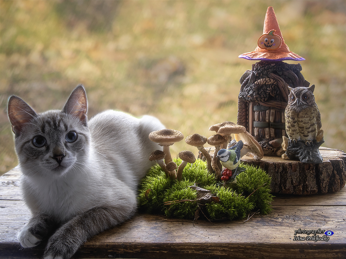 кошки, животные, питомцы, котята, Охос Азулес, опята, натюрморт, осень, Приходько Ирина