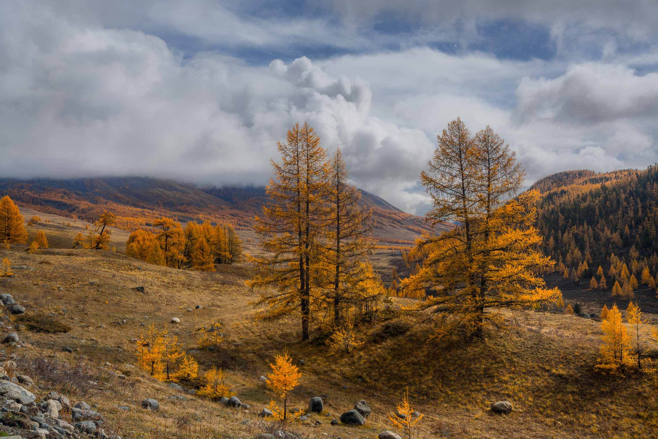 россия, горный алтай,осень, лиственницы, Андрей Поляков
