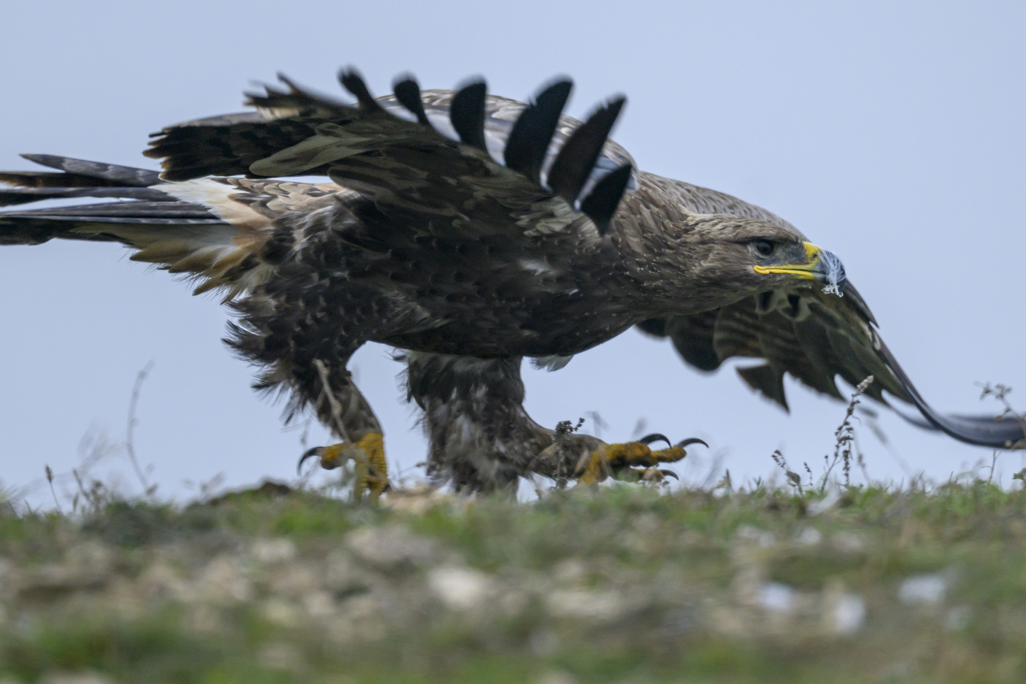 , Пупонин Сергей