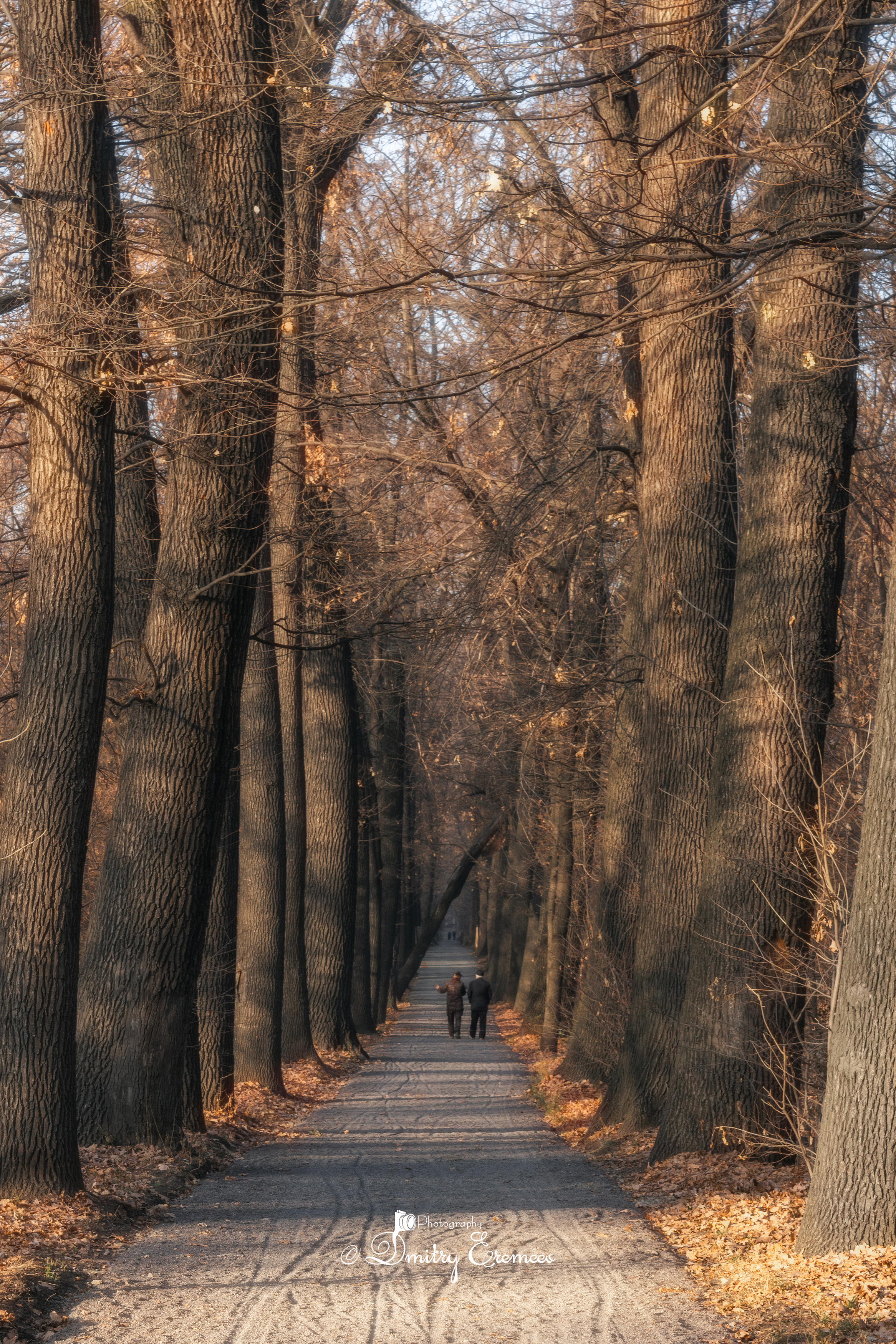 роща, осень, люди, пейзаж, природа, Дмитрий Еремеев
