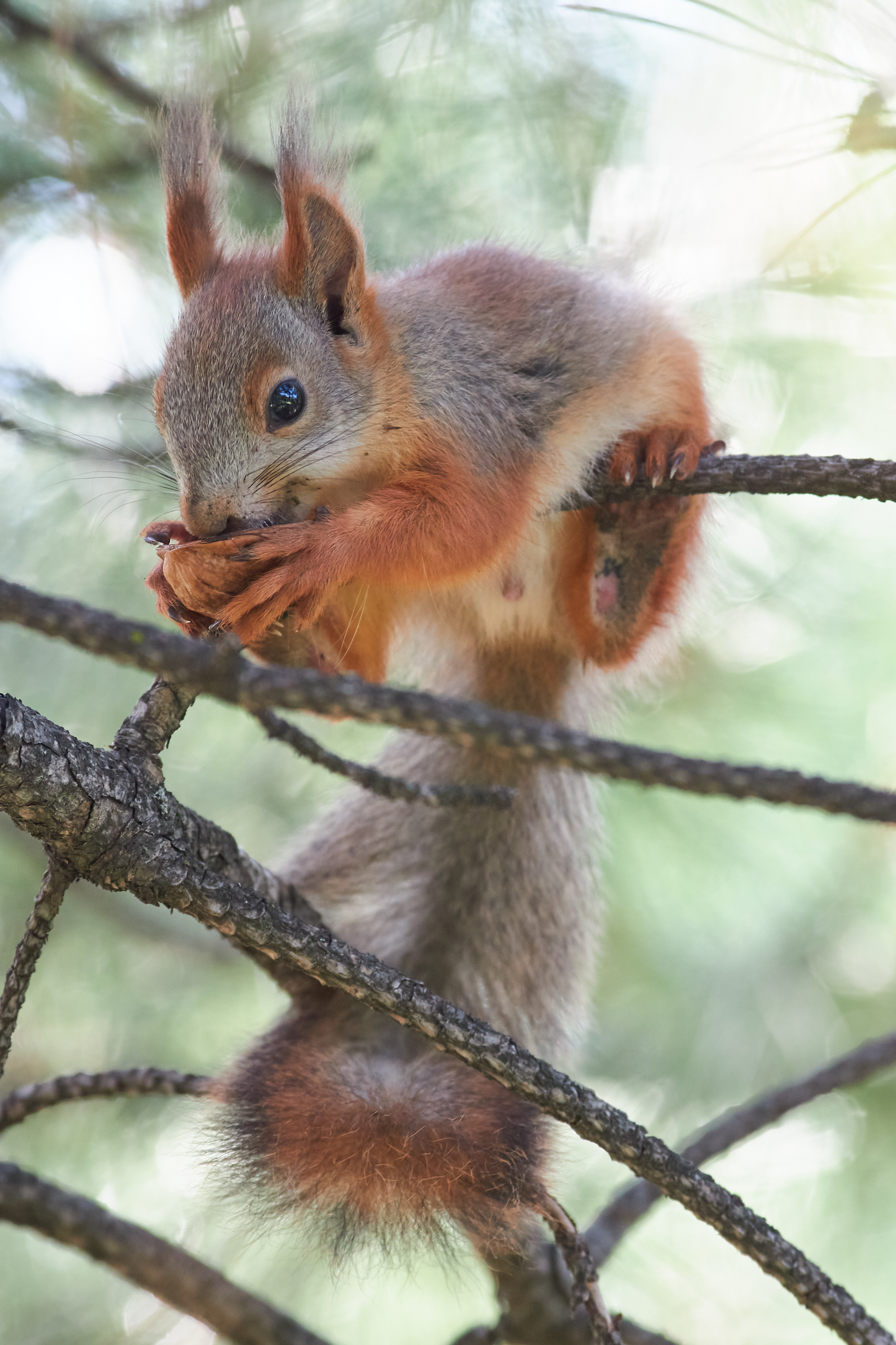 squirrel, белка, обыкновенная белка, , Павел Сторчилов