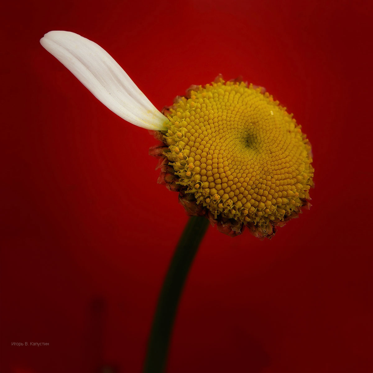 , Капустин Игорь