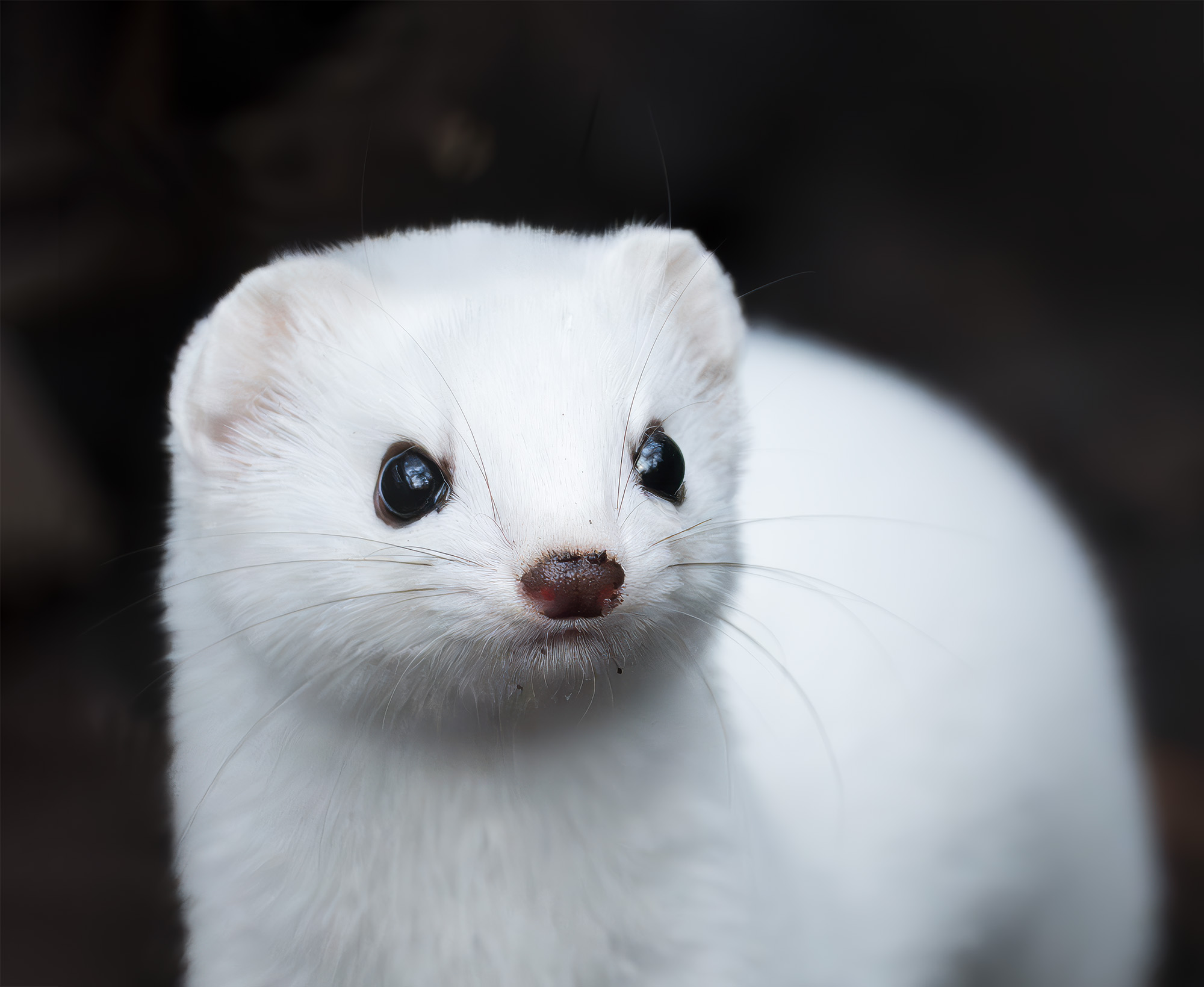 ласка, Василиса Пушкарева