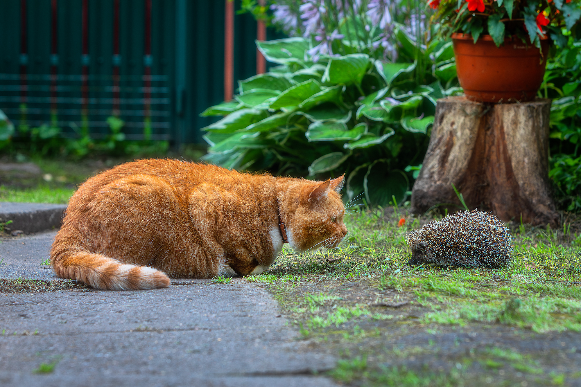 кот, котик, кот филя, животные, рыжий кот, деревня, вырица, ленинградская область, деревенский дом, лето, ёжик,, Alexander Pashenichev