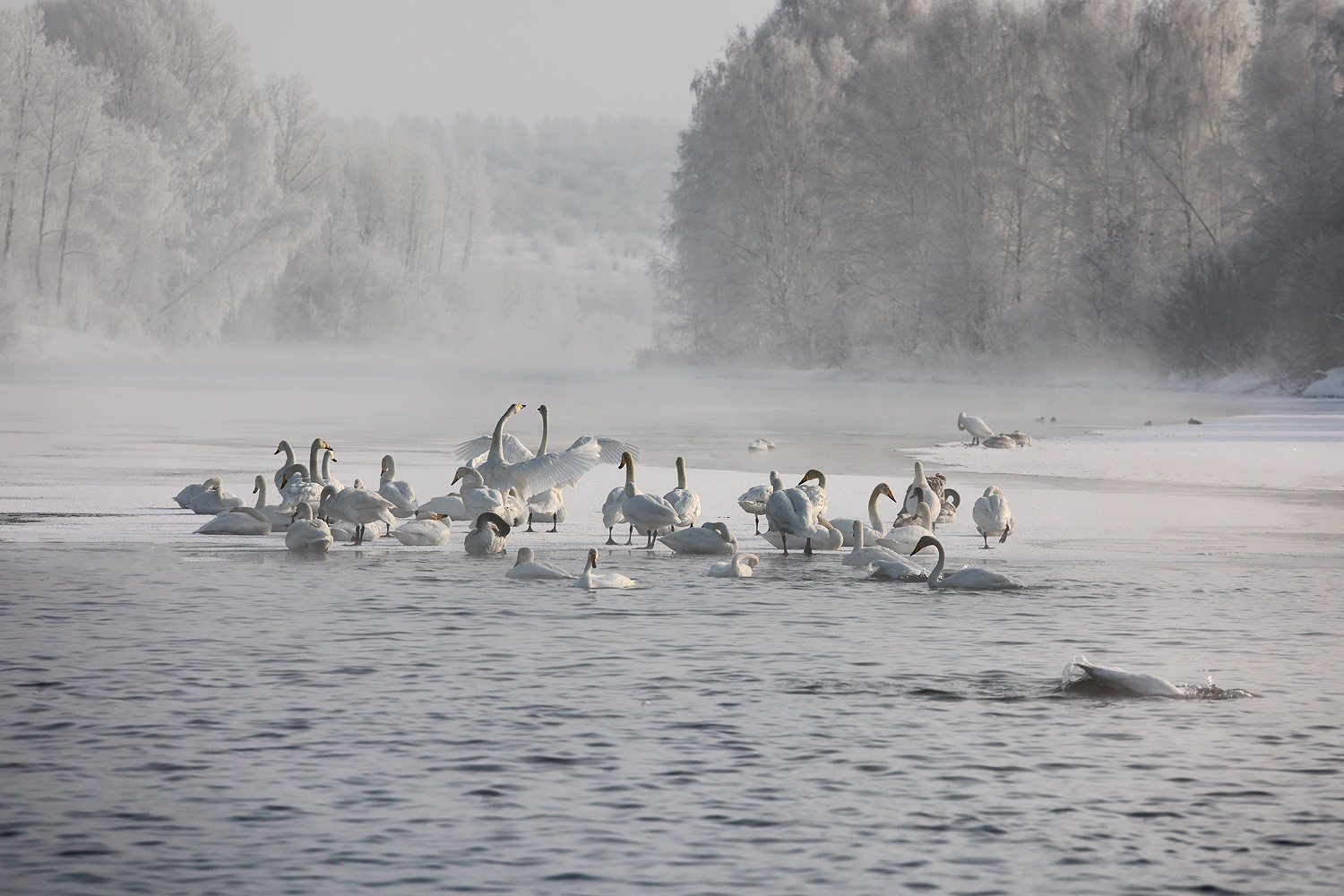 Лебединое озеро, Семилетка, Алтайский край, Сибирь, Галина Хвостенко