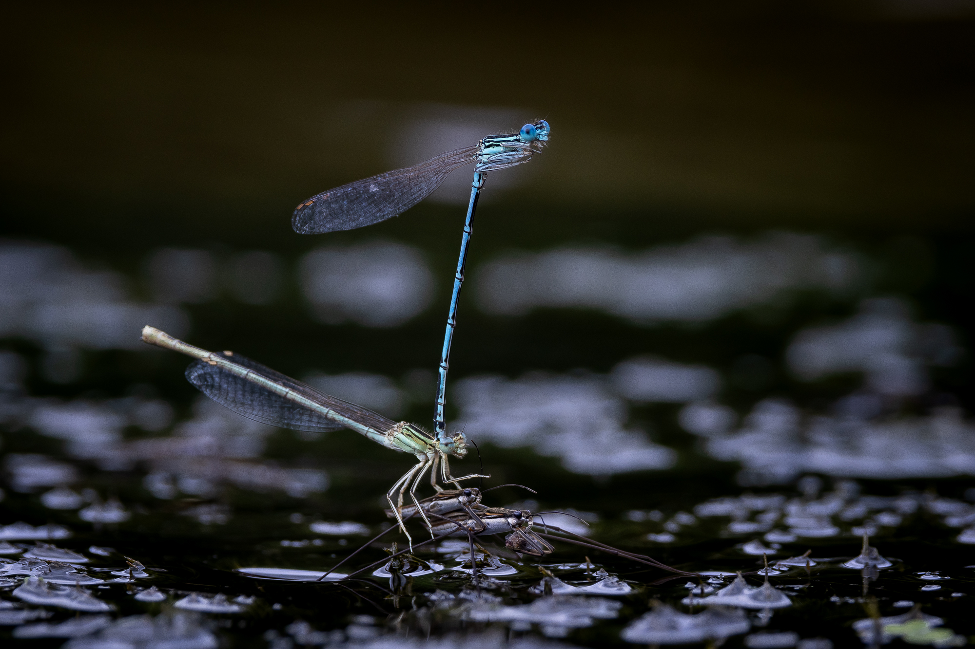 , Кузнецов Дмитрий