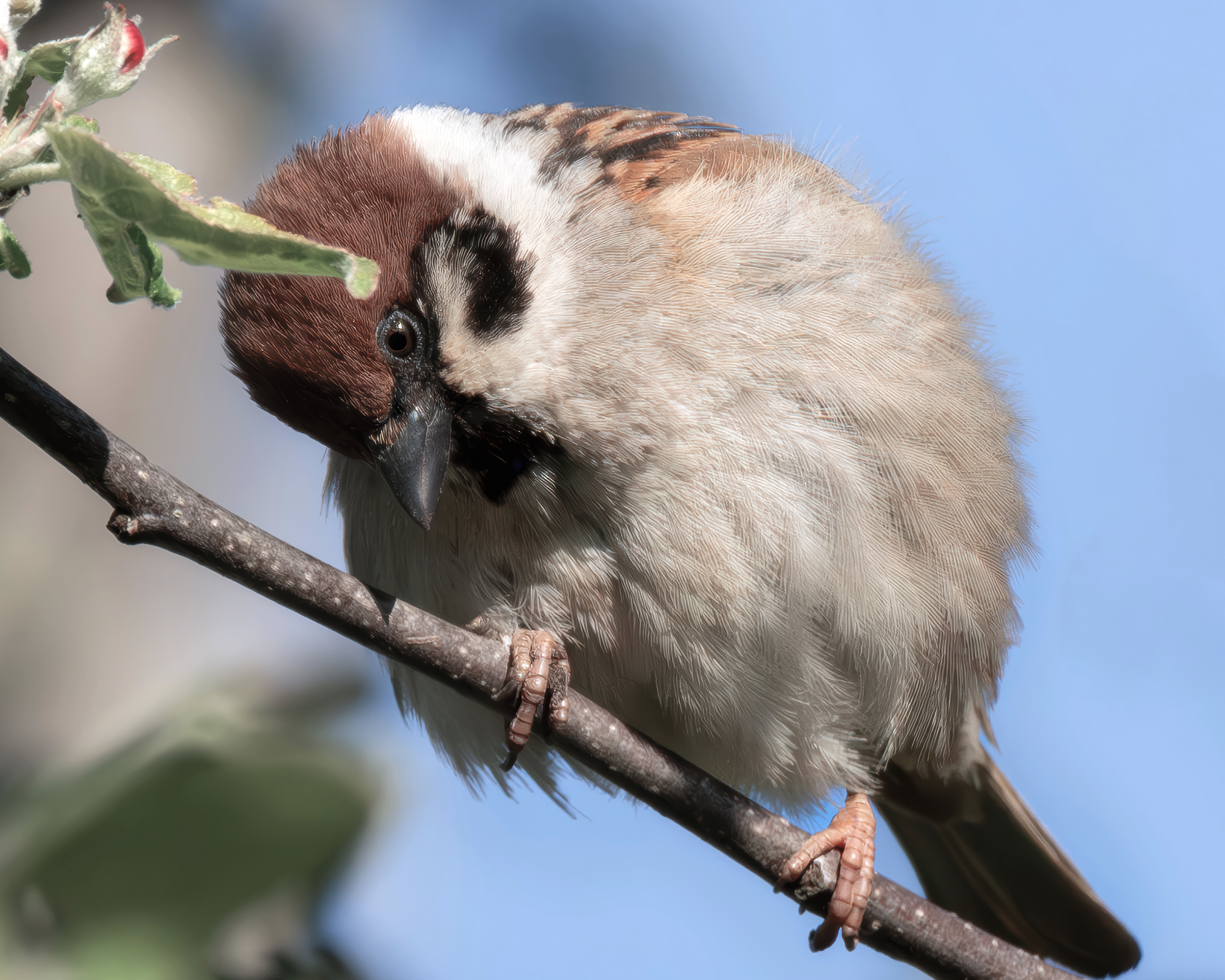 Бёрдвотчинг полевой воробей , Ворожцова Марина