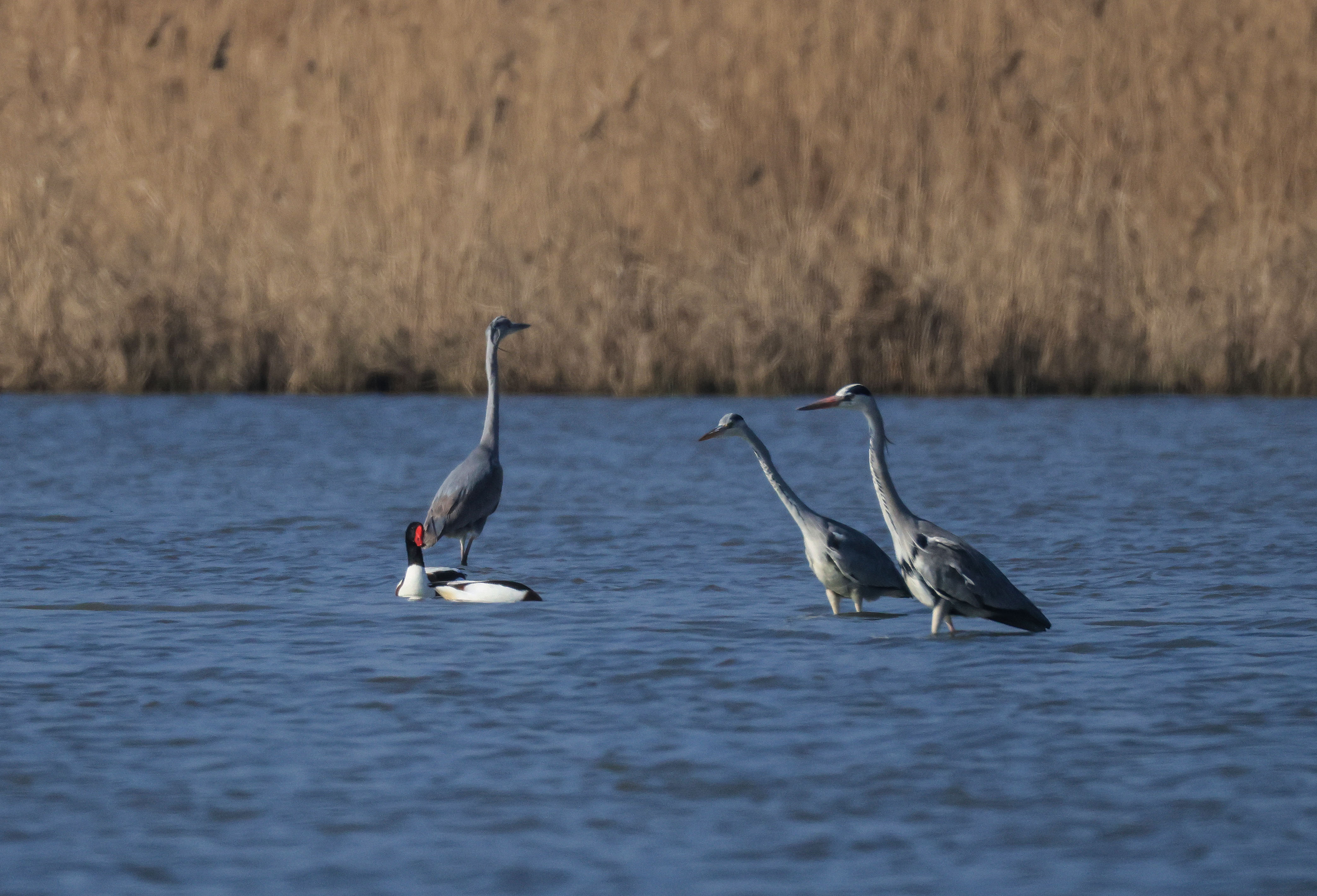 серая цапля,, Magov Marat