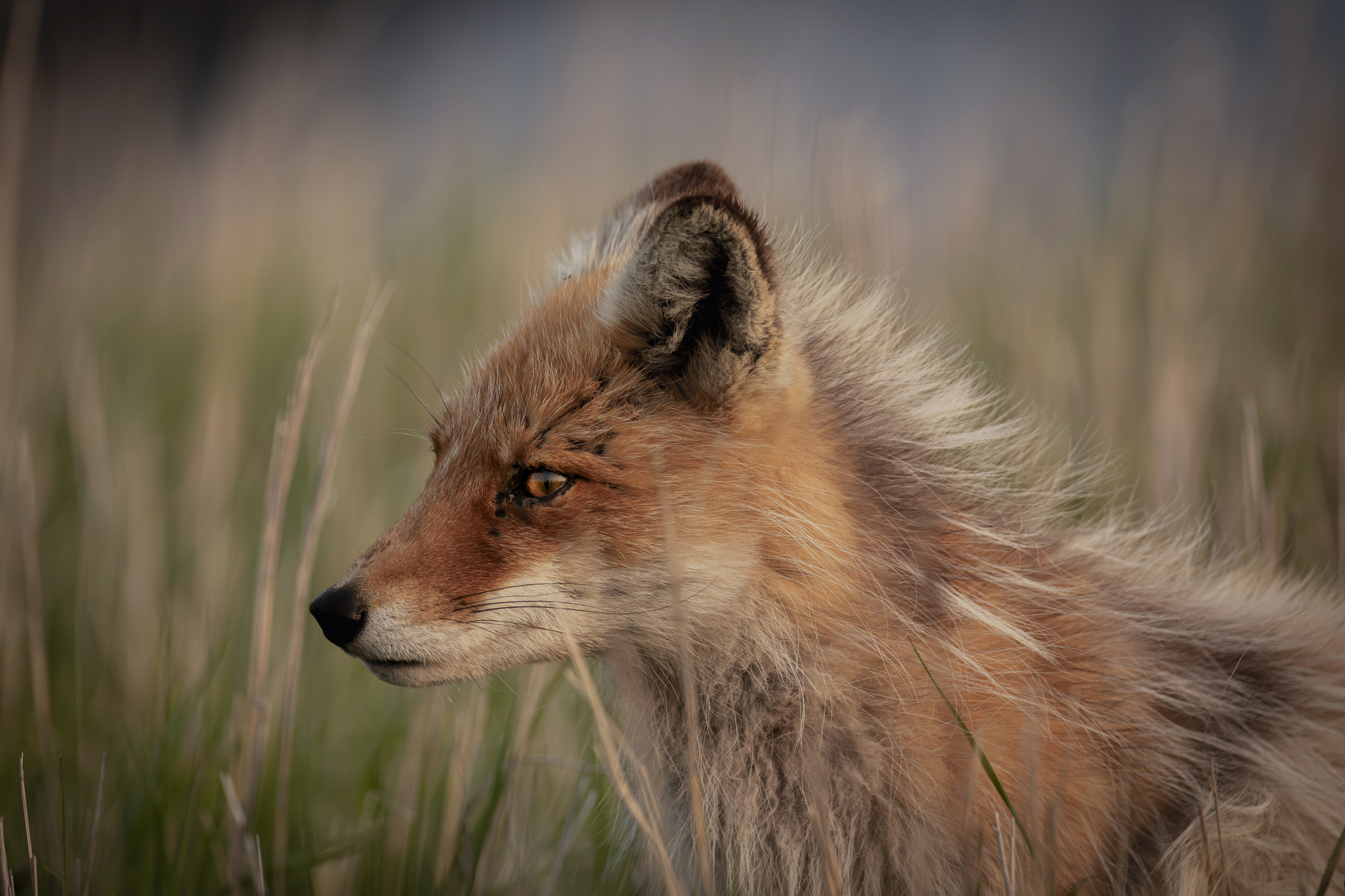 , Лаврентьев Александр