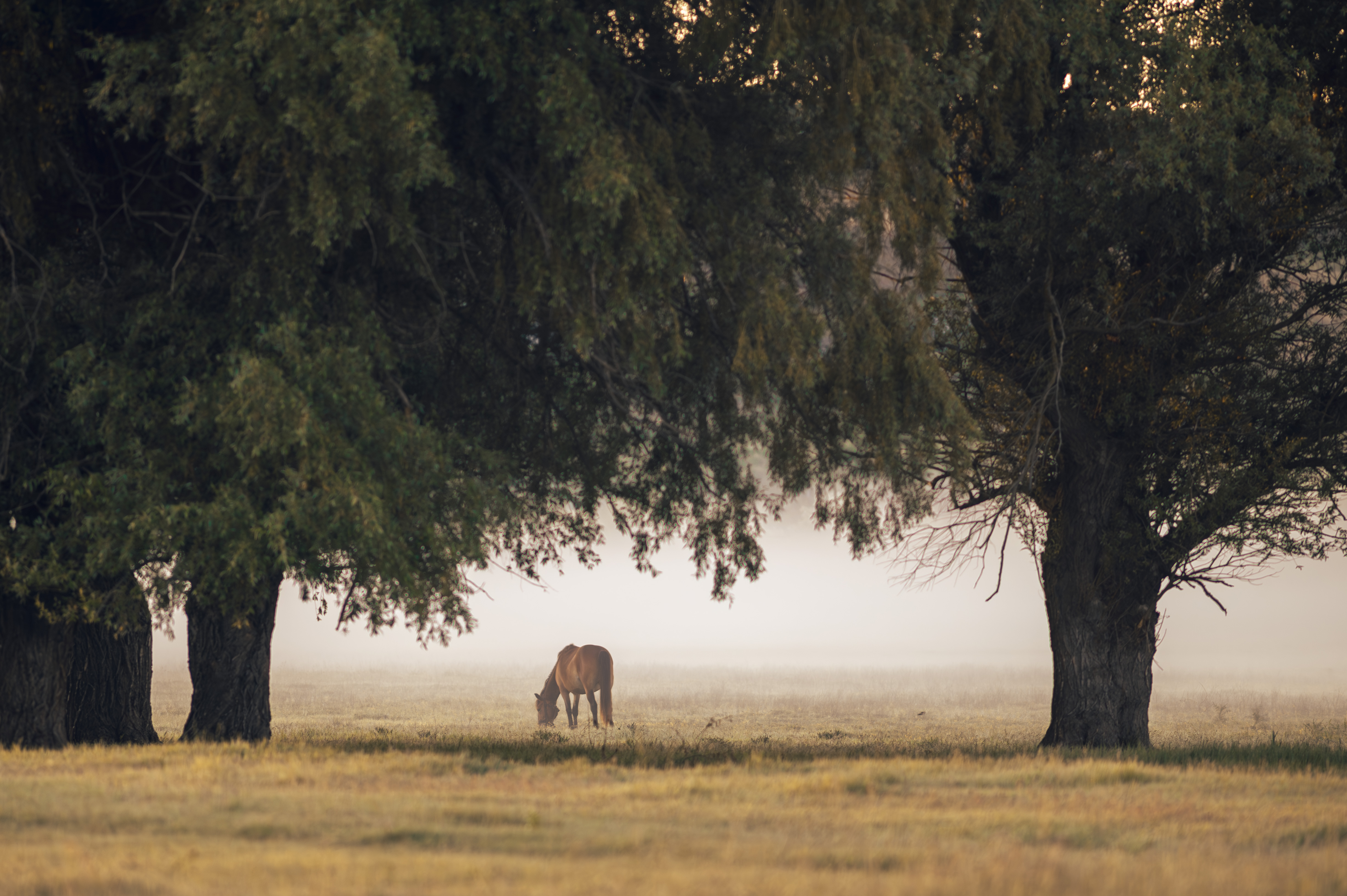 , Сухенко Олег