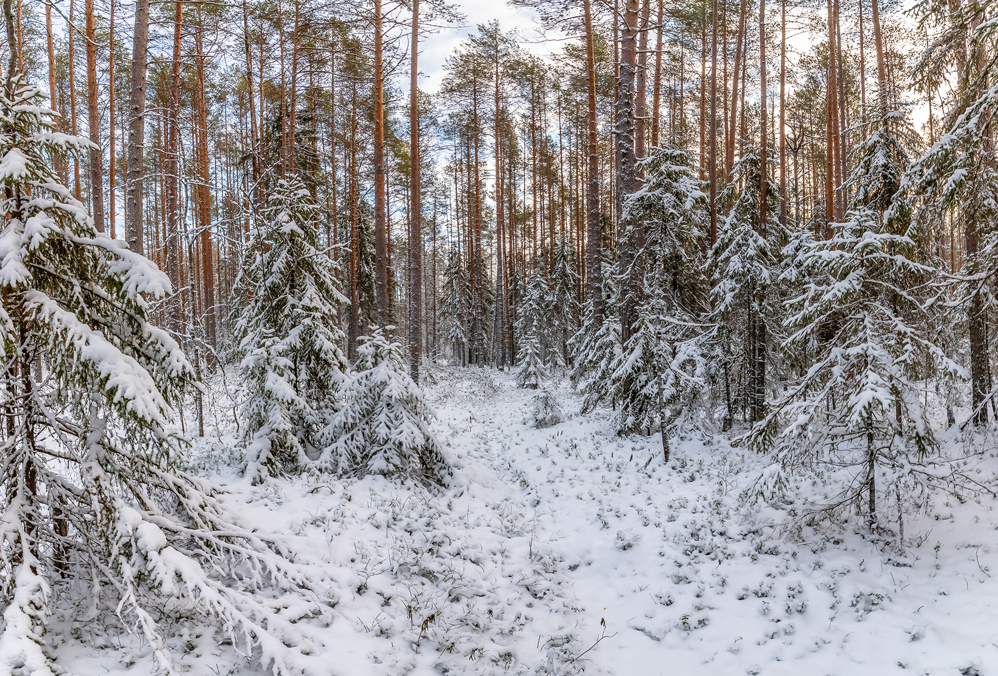 снег, лес, ели, сосны, ёлка., Анкудинов Леонид
