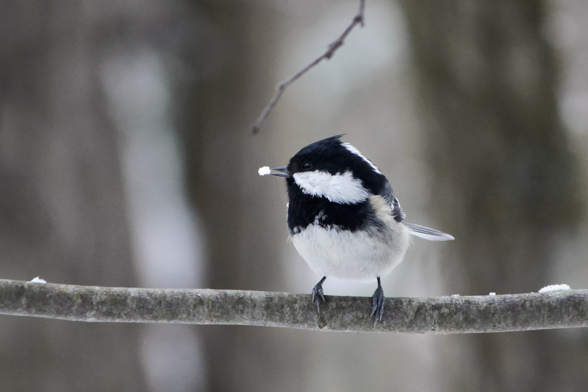 синица, московка, чёрная синица, синица-московка, моховка, periparus ater, КарОл
