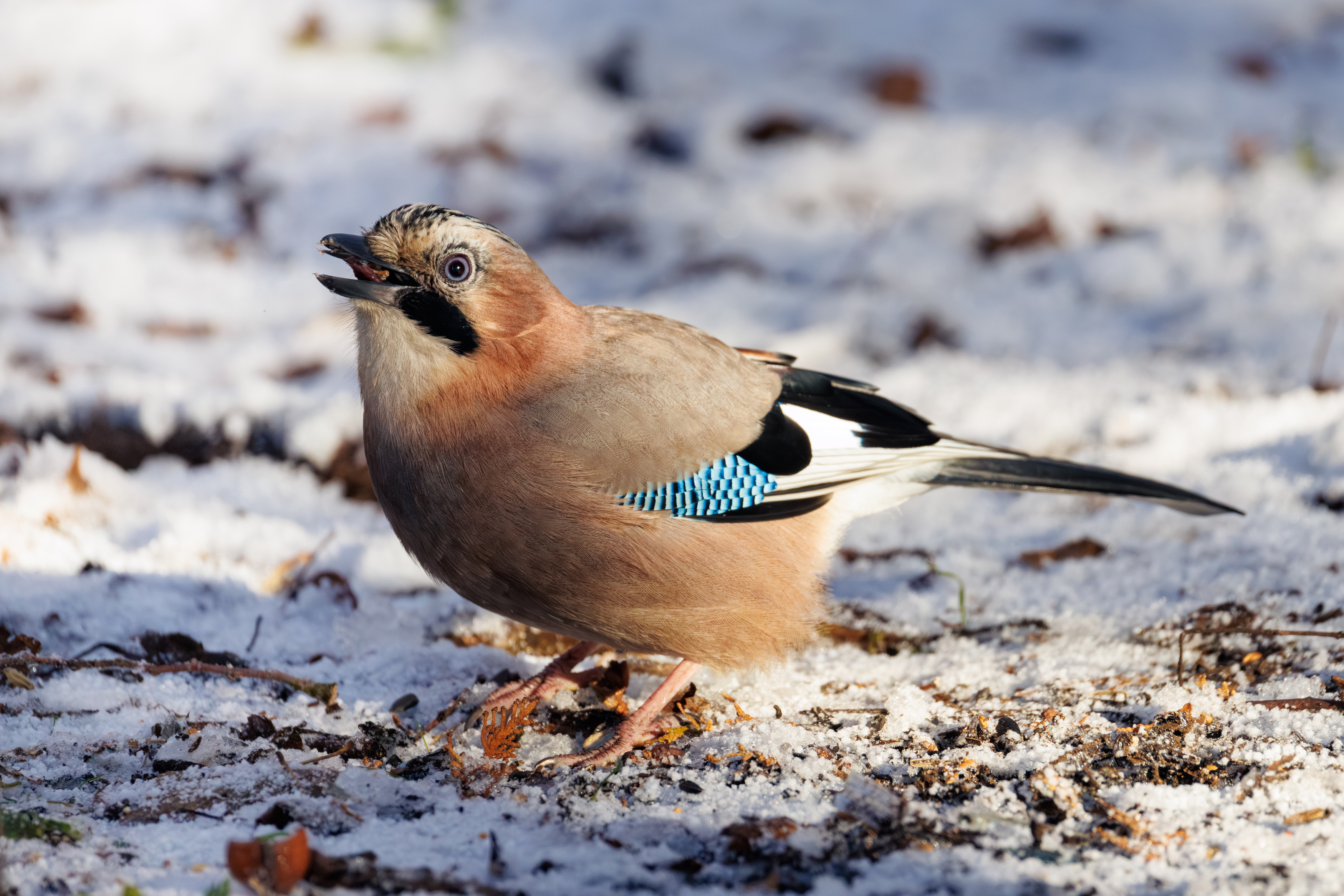 , ssmirs Сергей