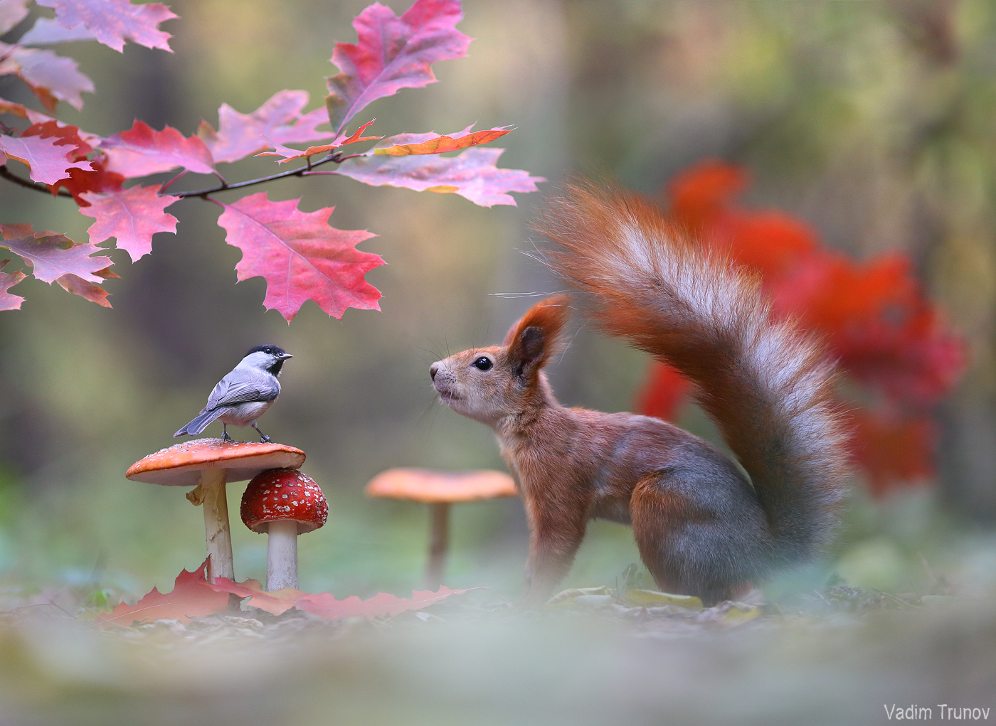 белка, гриб, птица, осень, Вадим Трунов
