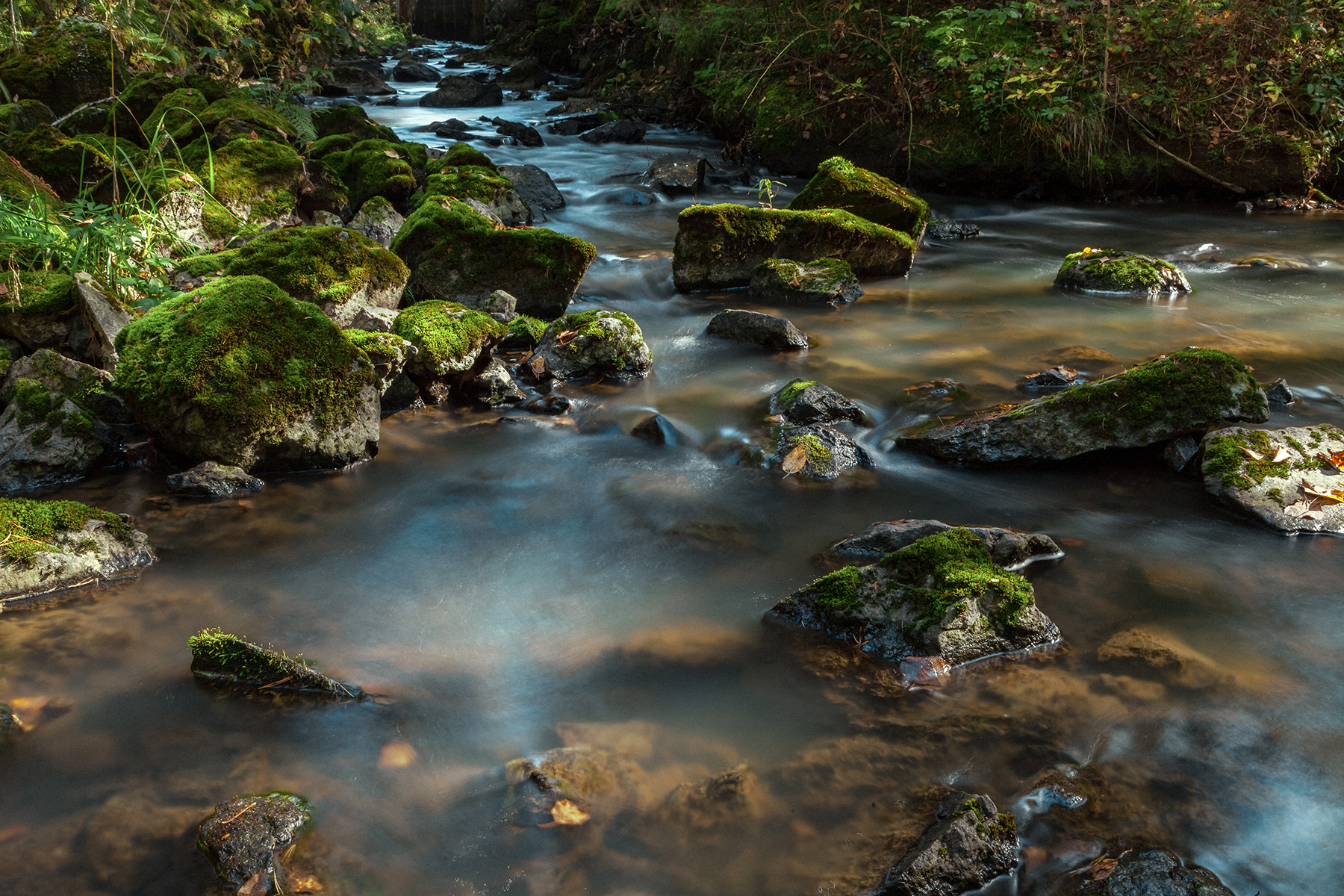 , Андрей Бортников