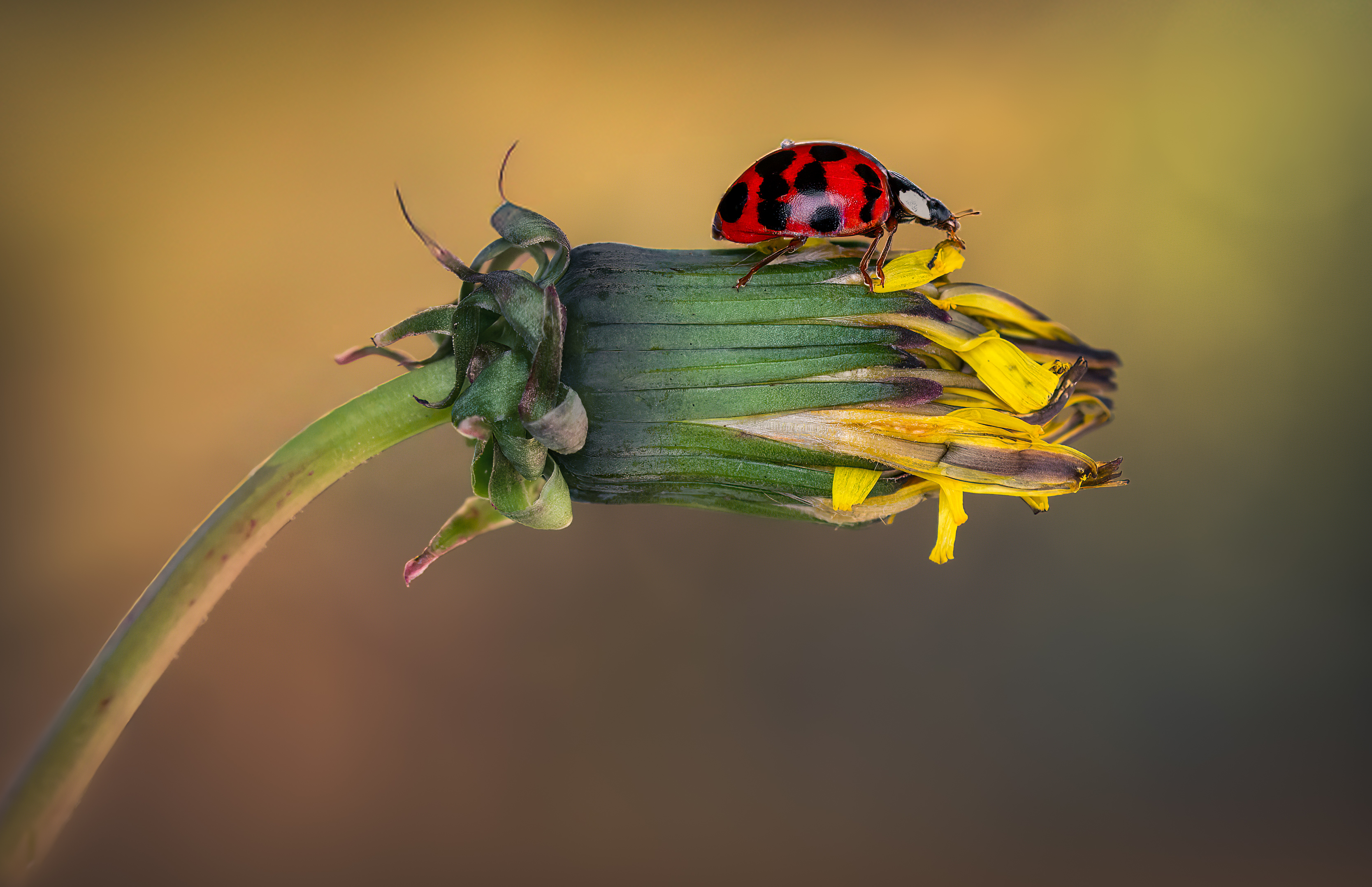 ladybug, beetle, insect, flower, macro, bugs, ladybird,, Atul Saluja