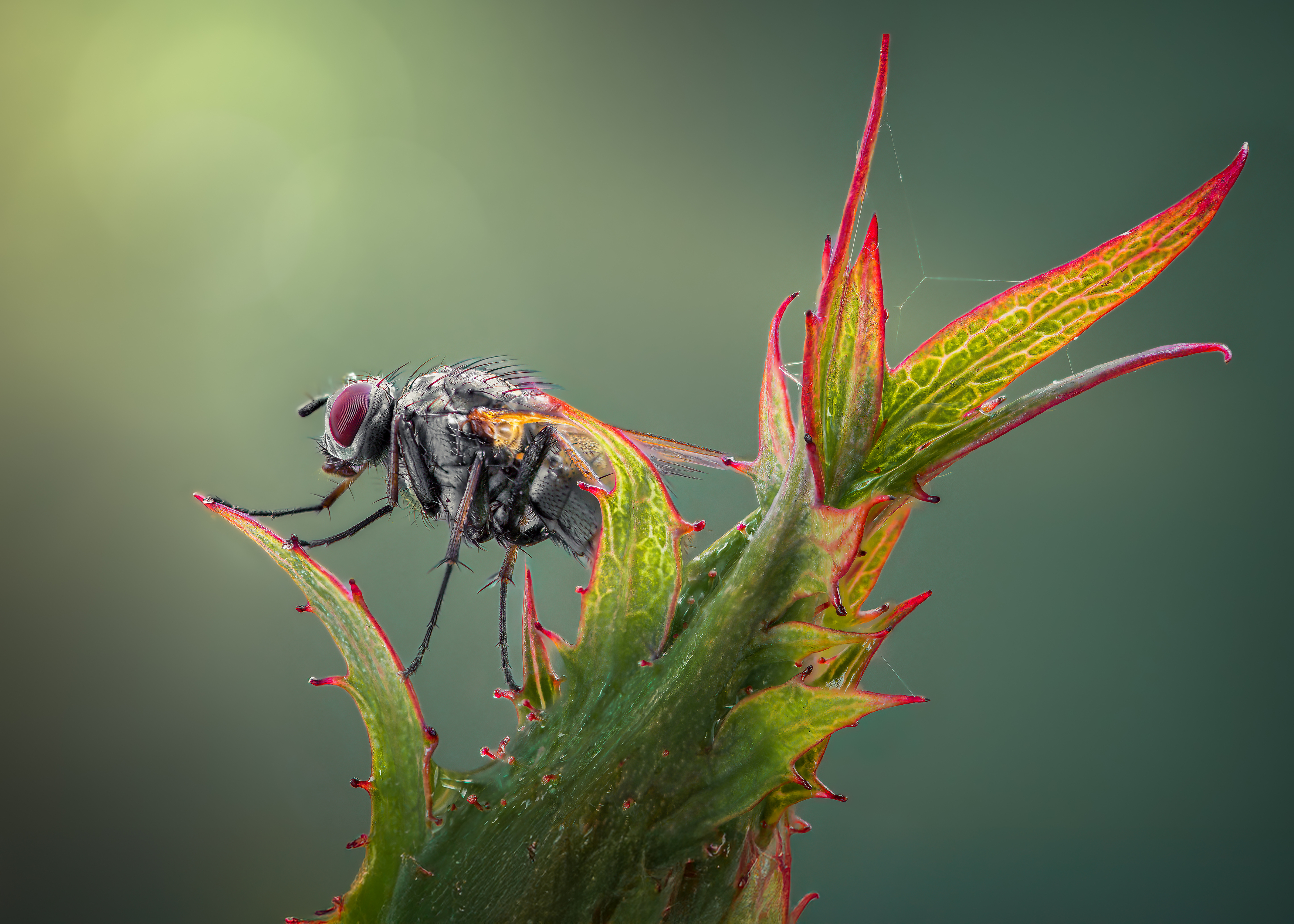 fly, insect, leaf, tiger fly, macro, bug, nature wild, robber fly, robber,, Atul Saluja