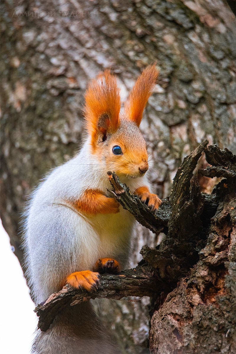 , Чудинин Дмитрий