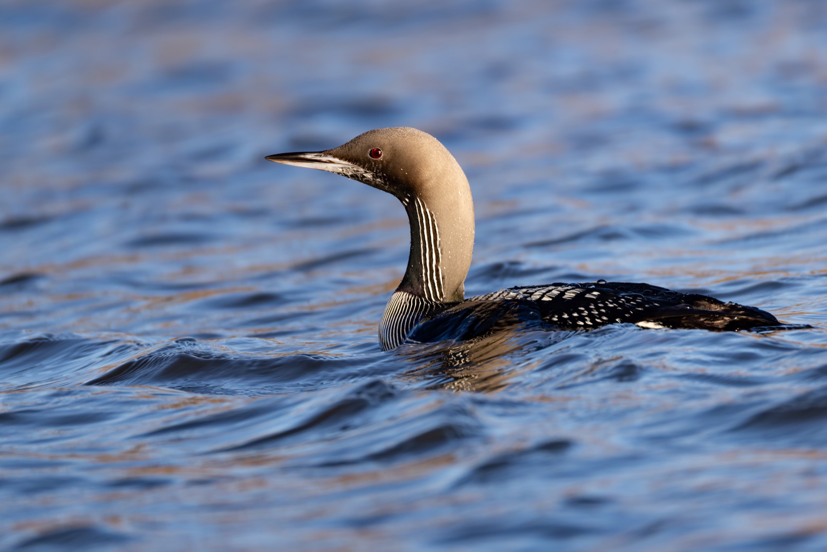 чернозобая гагара, гагара, птицы, Ruslan Pl