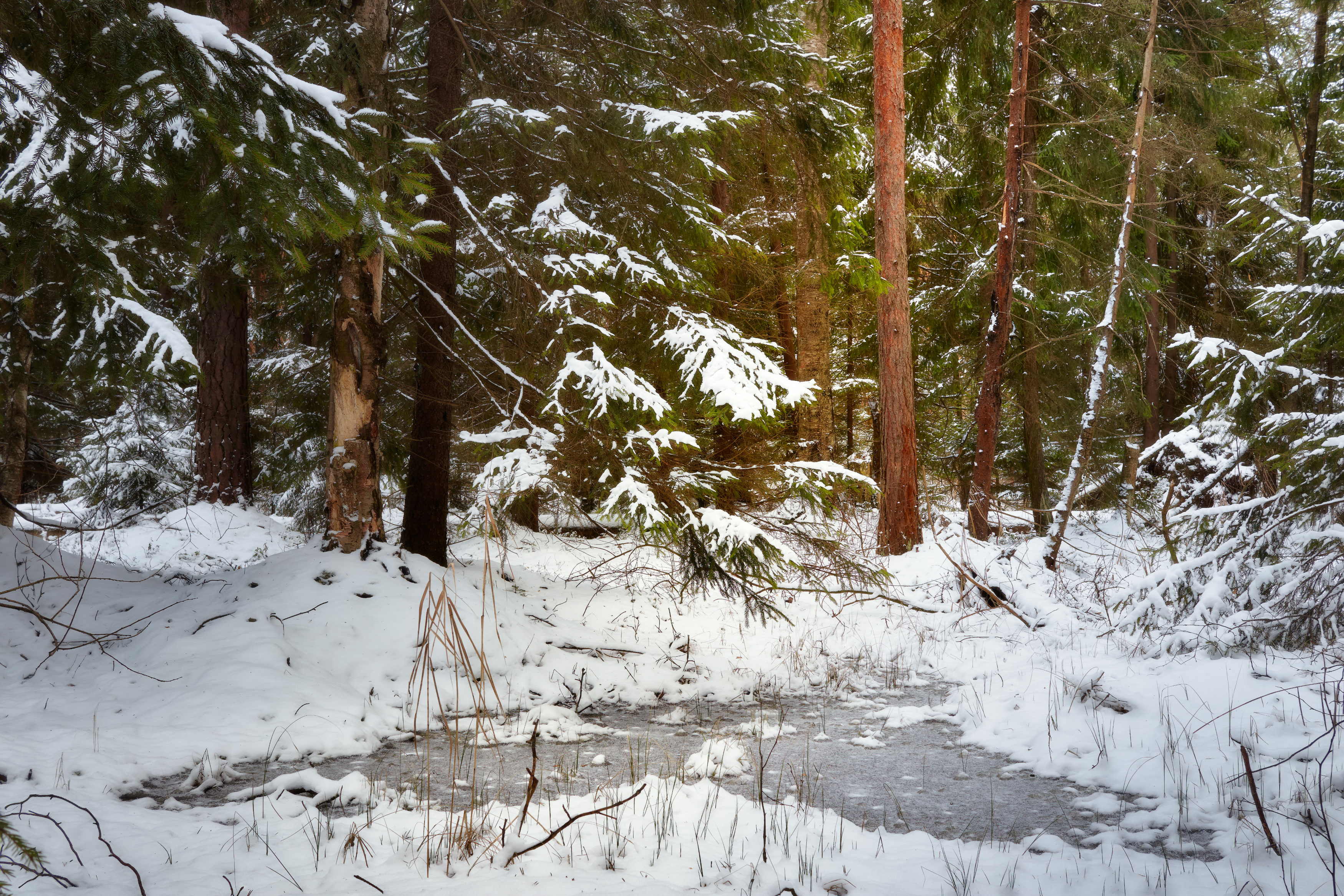 лес, деревья, листва, снег, зима, Валерий Вождаев