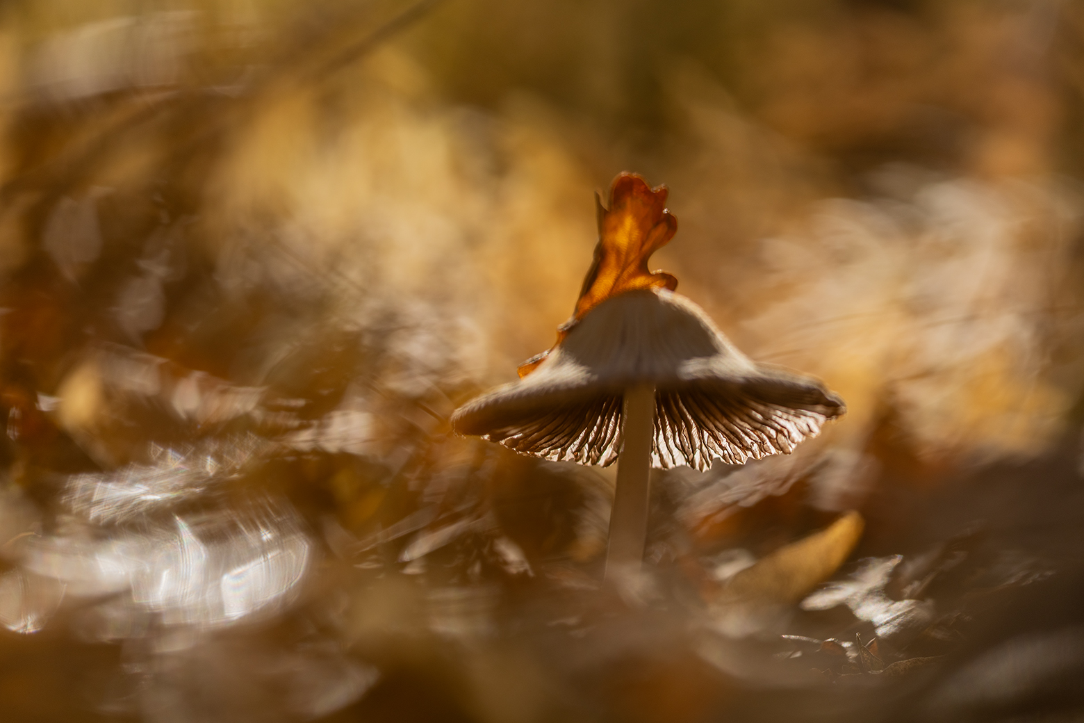 , Илья Михеев