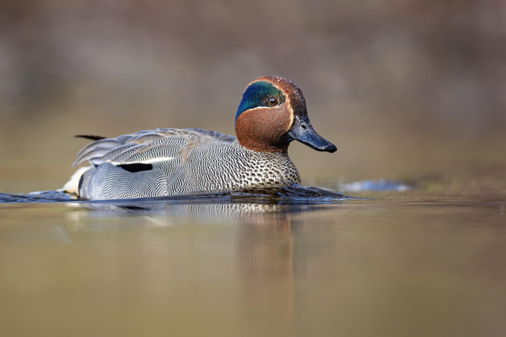 чирок-свистунок, чирок свистунок, чирок, свистунок, птицы, утка, Ruslan Pl