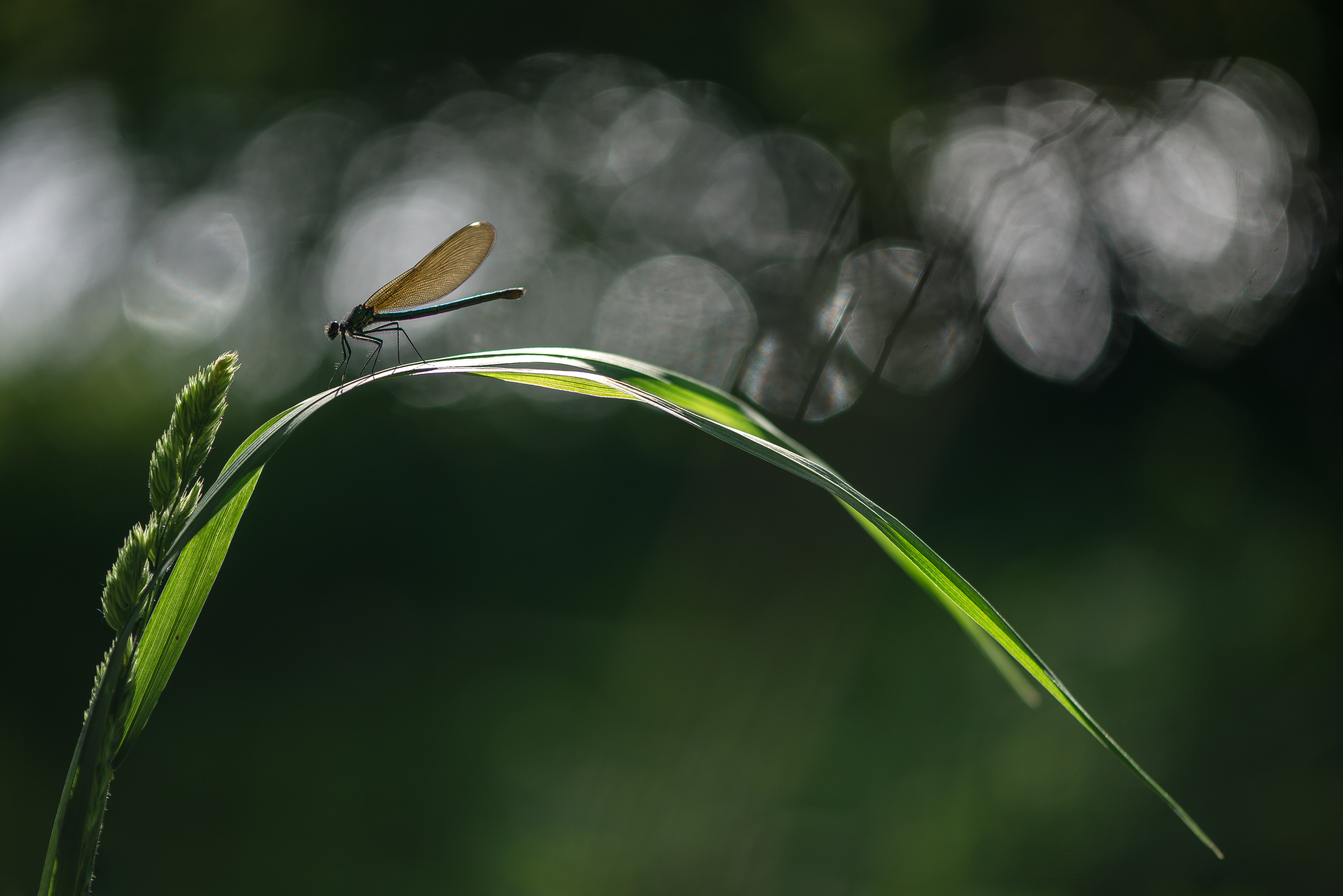 Стрекоза, красотка блестящая, боке, Соварцева Ксения