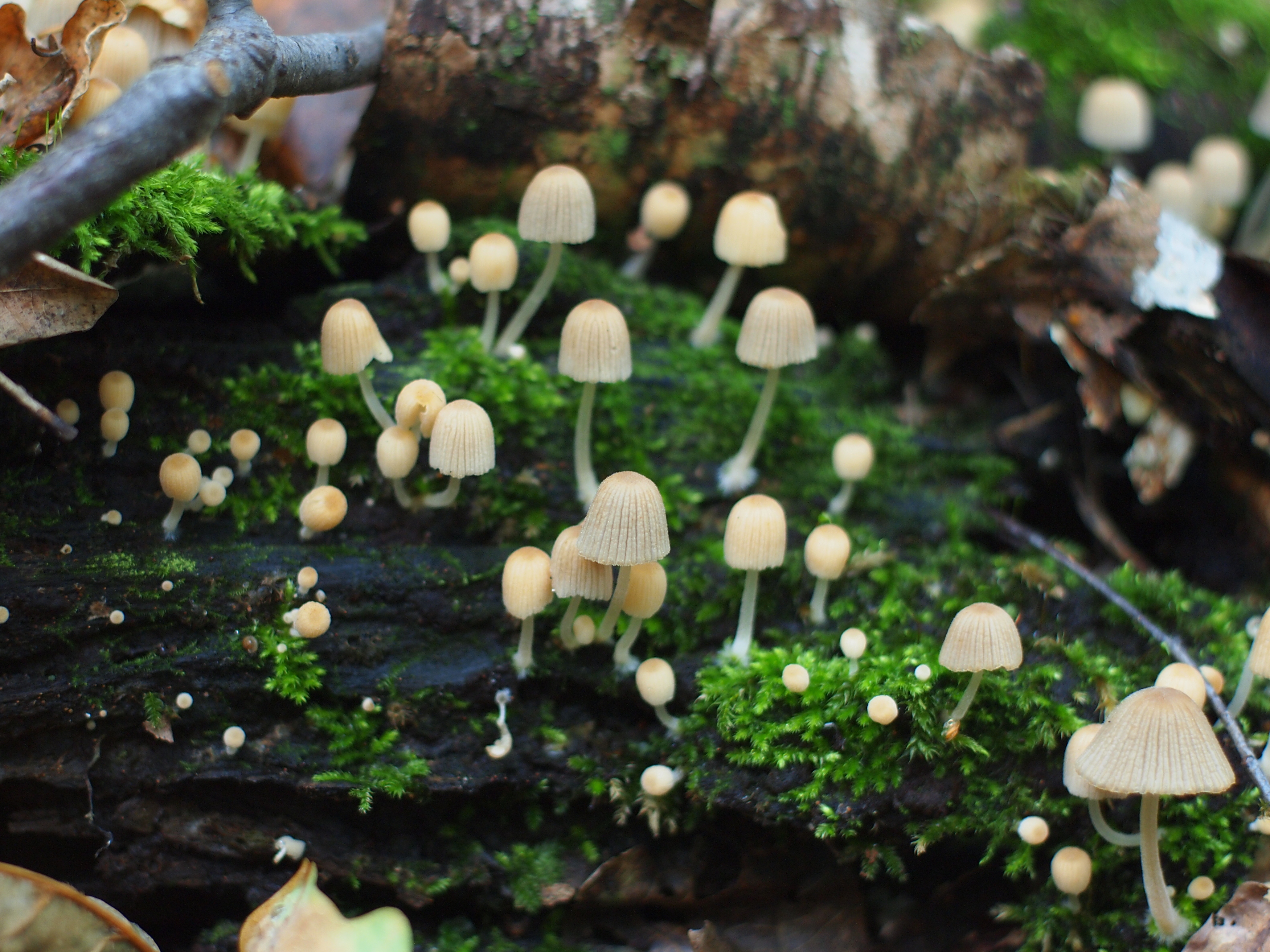 Навозник рассеянный грибы, Kaiwas