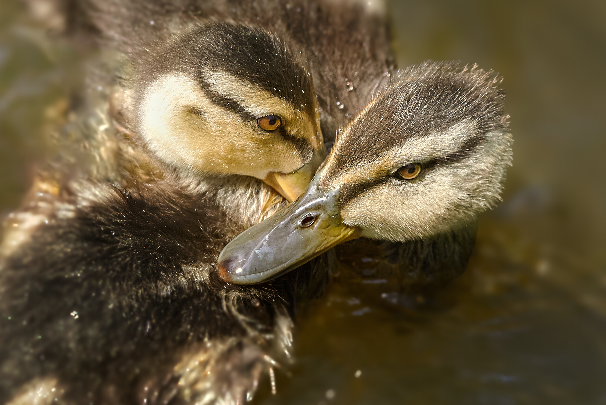кряква, mallard, Anas platyrhynchos, птица, дикая природа, duck, водоплавающие птицы, птицы России, birdwatching, nature, wildlife photography, close-up bird, Полина Шальнева