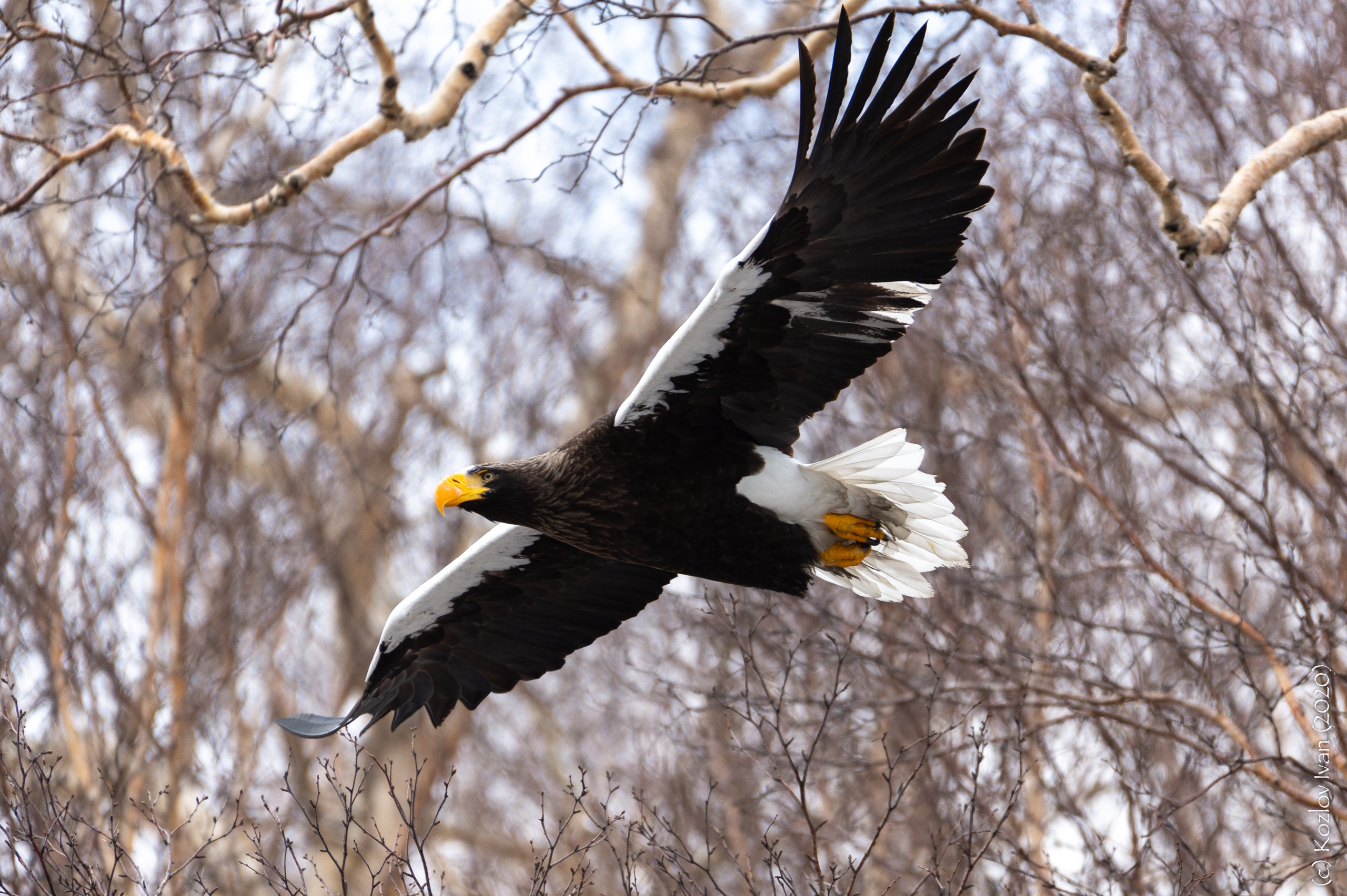 , Козлов Иван