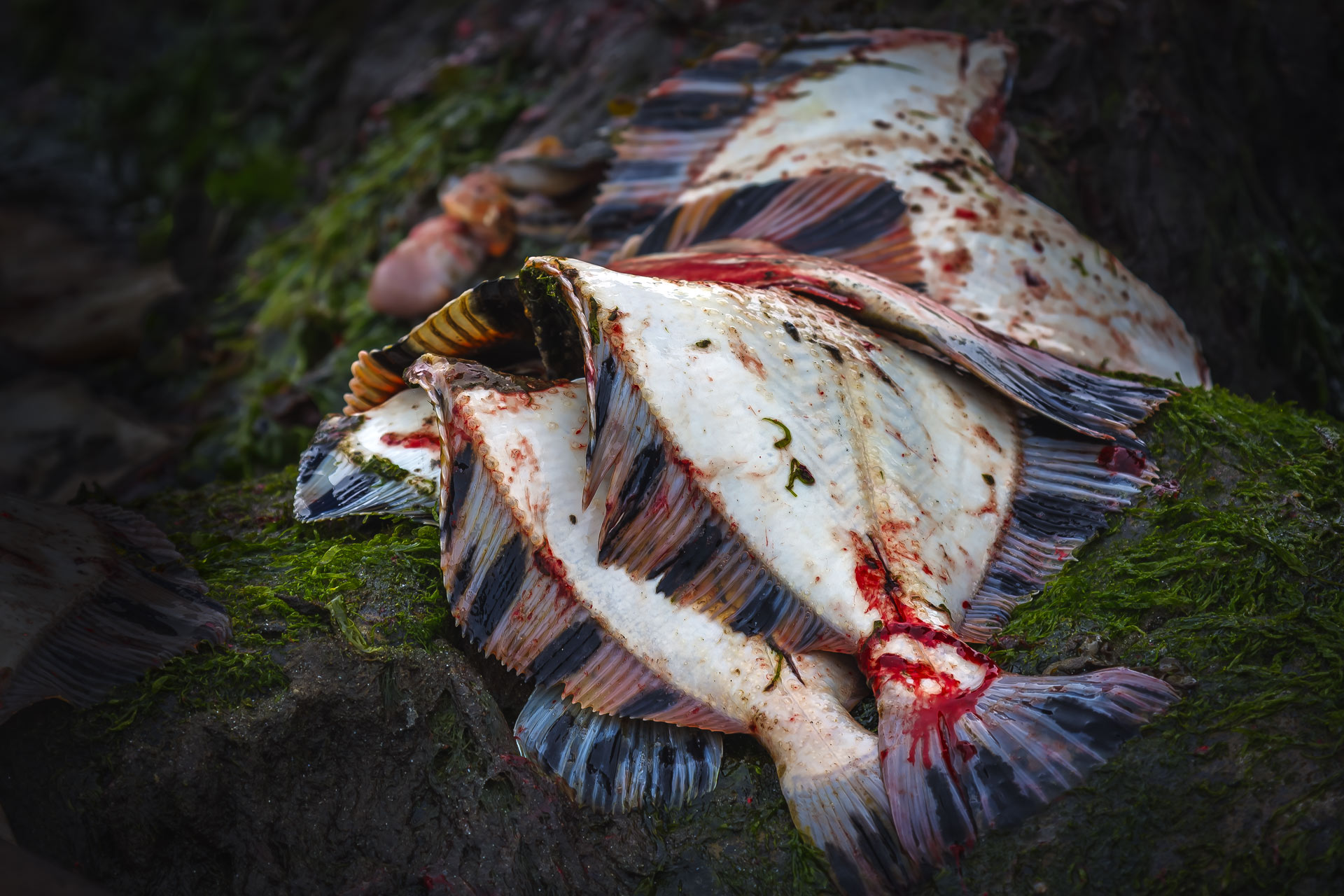 камбала, рыба, Уткин Дмитрий