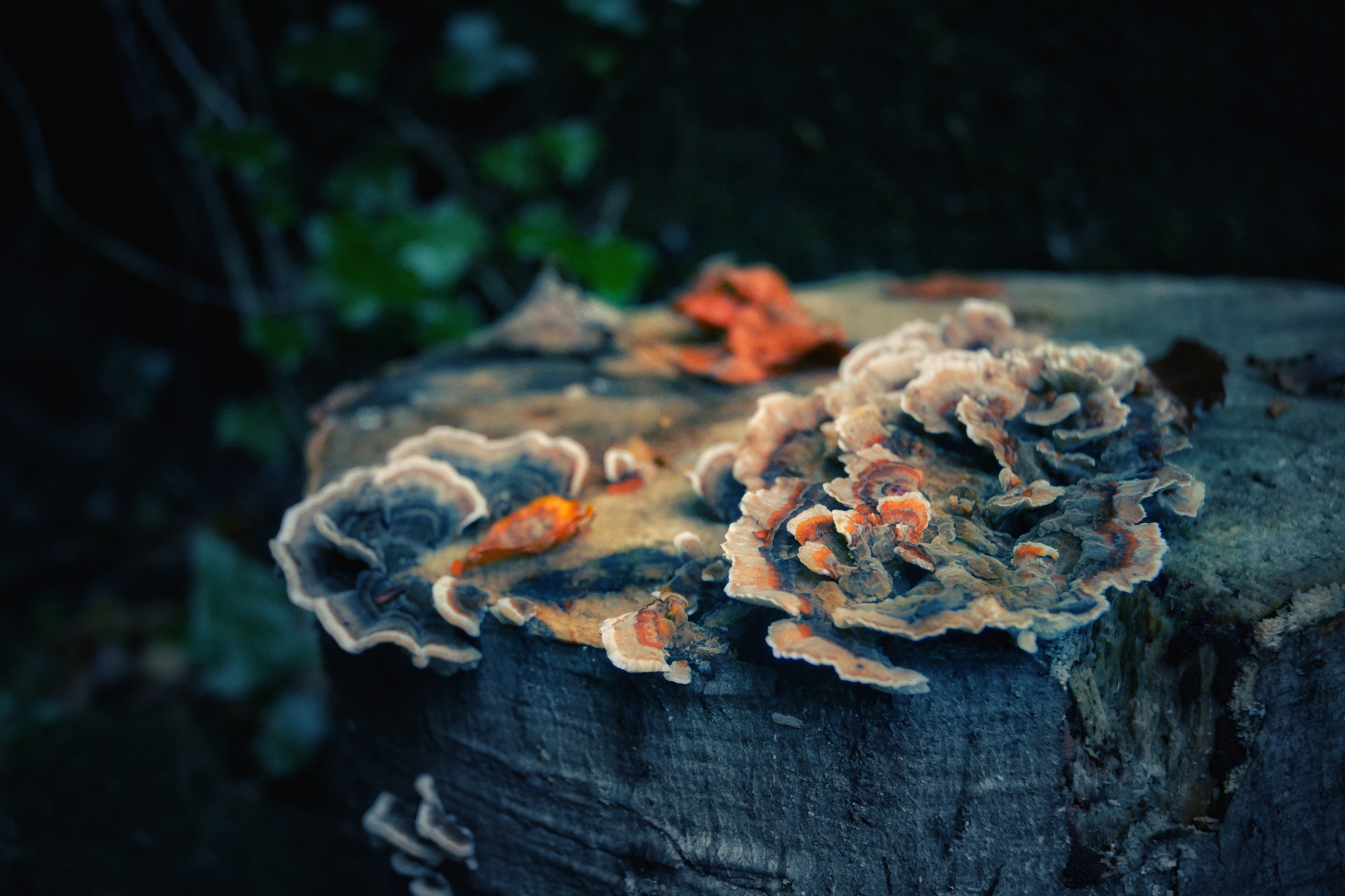 , Юлияна Стоянова