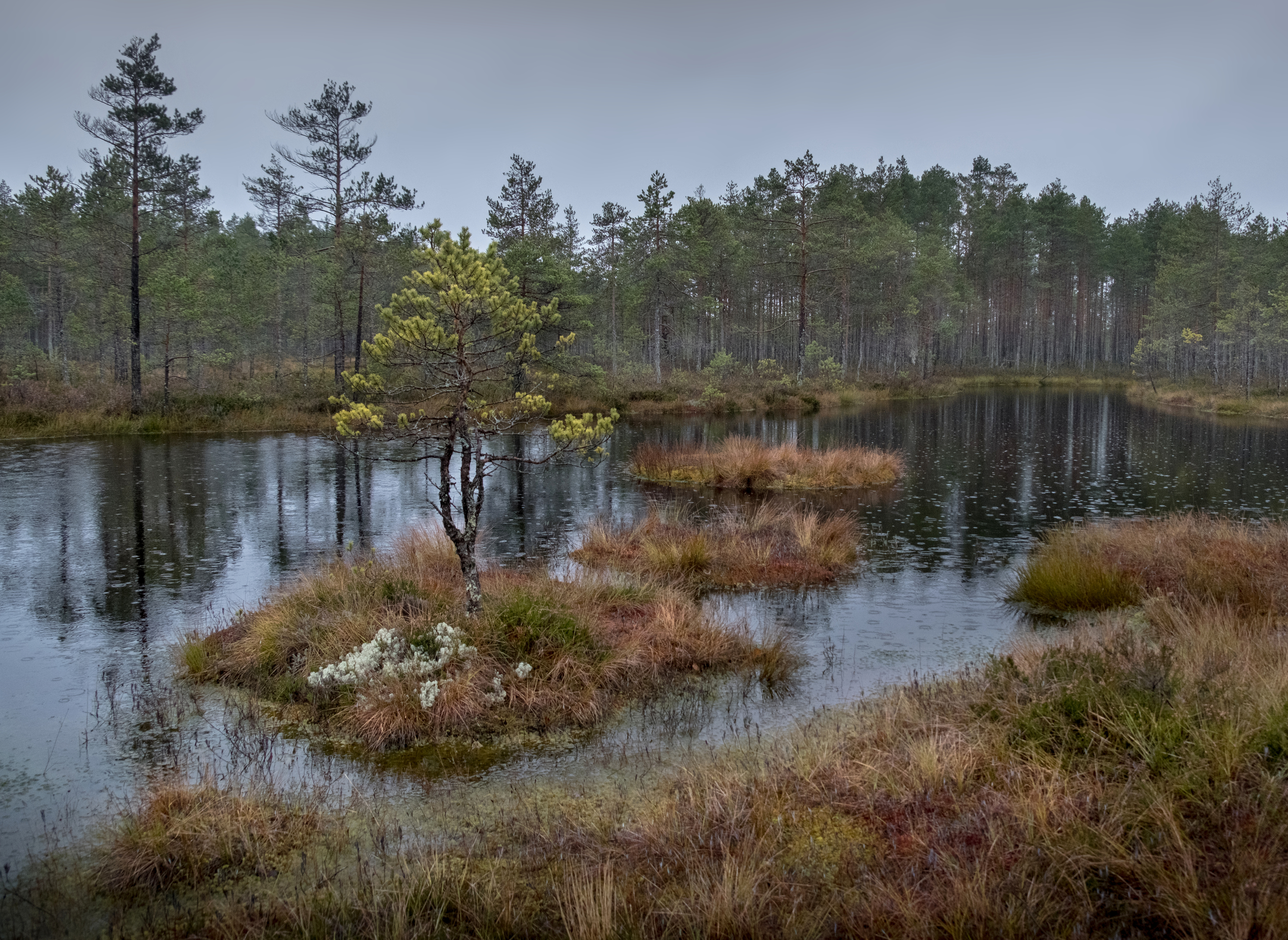 болото, болота, нд, живопись северных болот, ленинградская область, север, ленобласть, ленобласть нд, Надежда Демкина