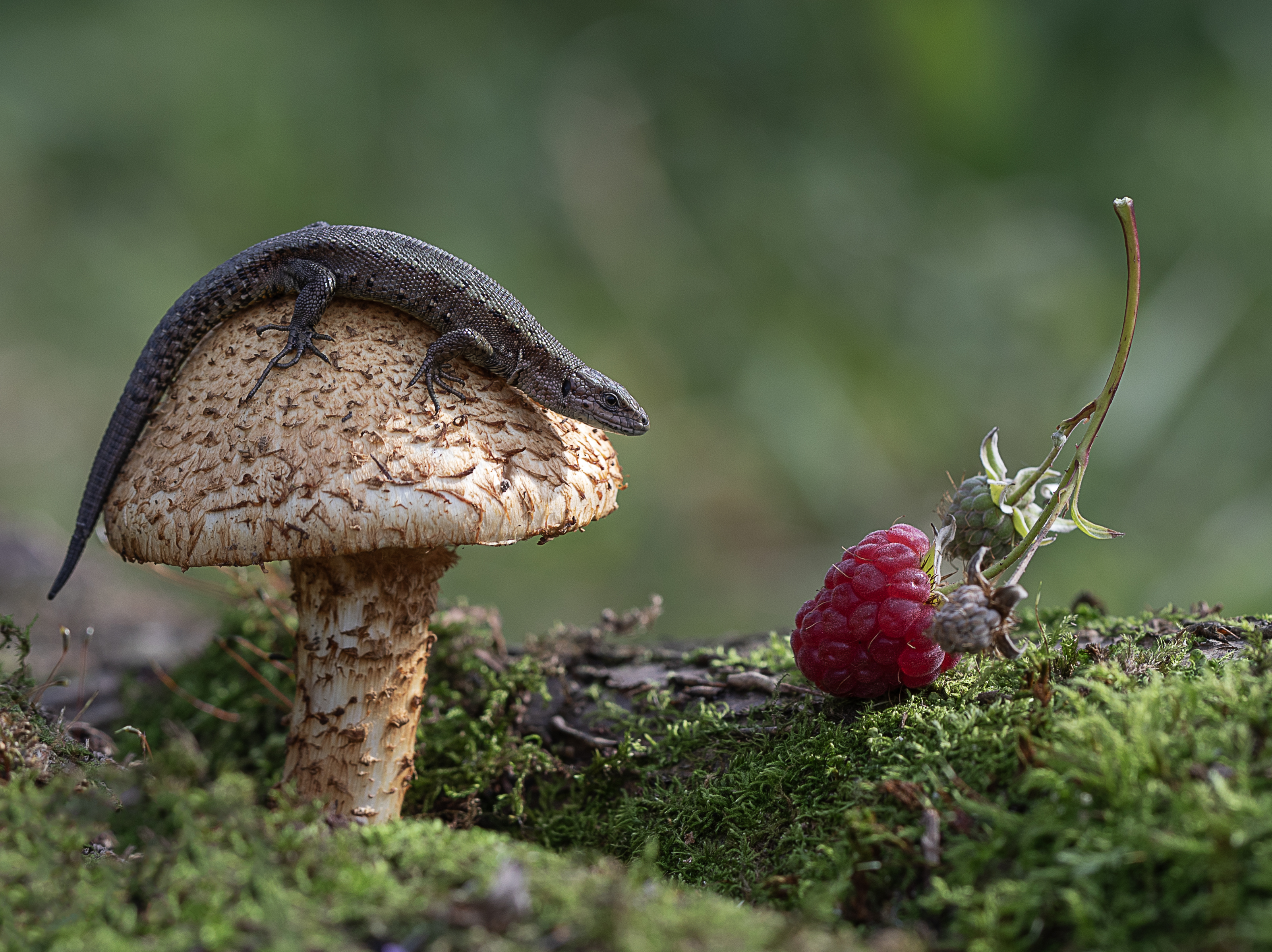 гриб, королевский опенок, ящерица, малина, ягода, мох, Татьяна Феденкова