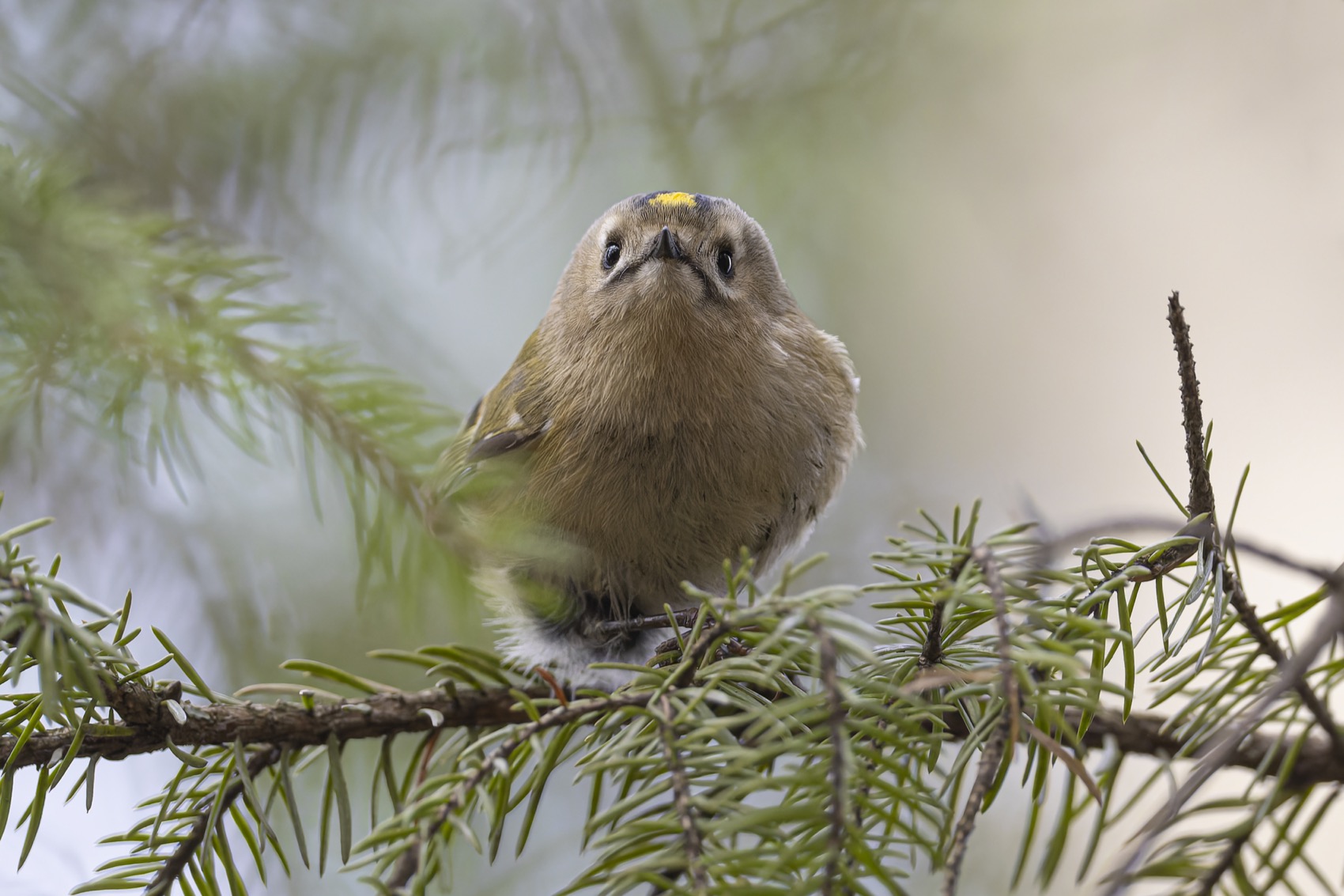 желтоголовый королек, королек, птицы, Ruslan Pl