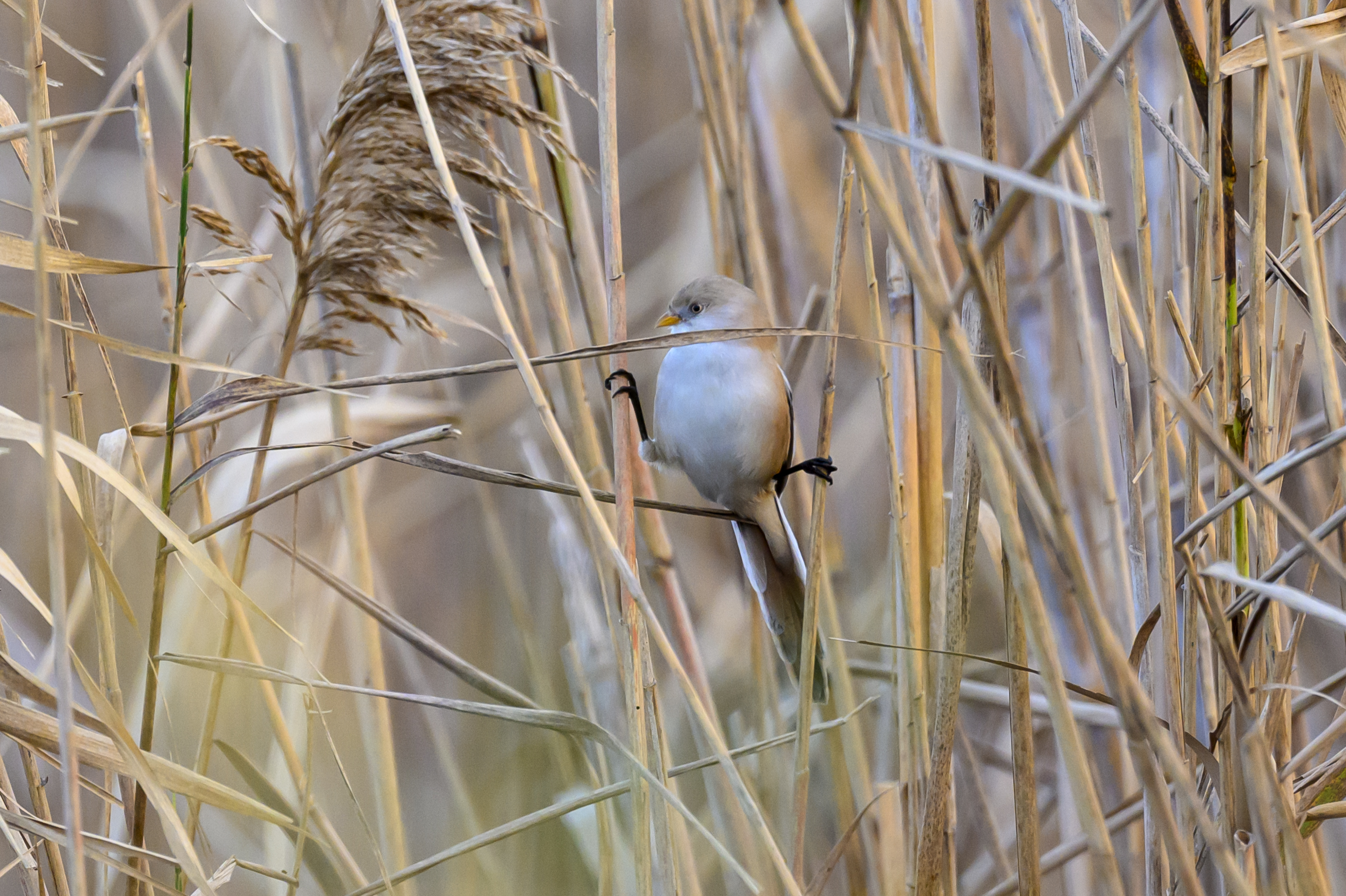 , Пупонин Сергей