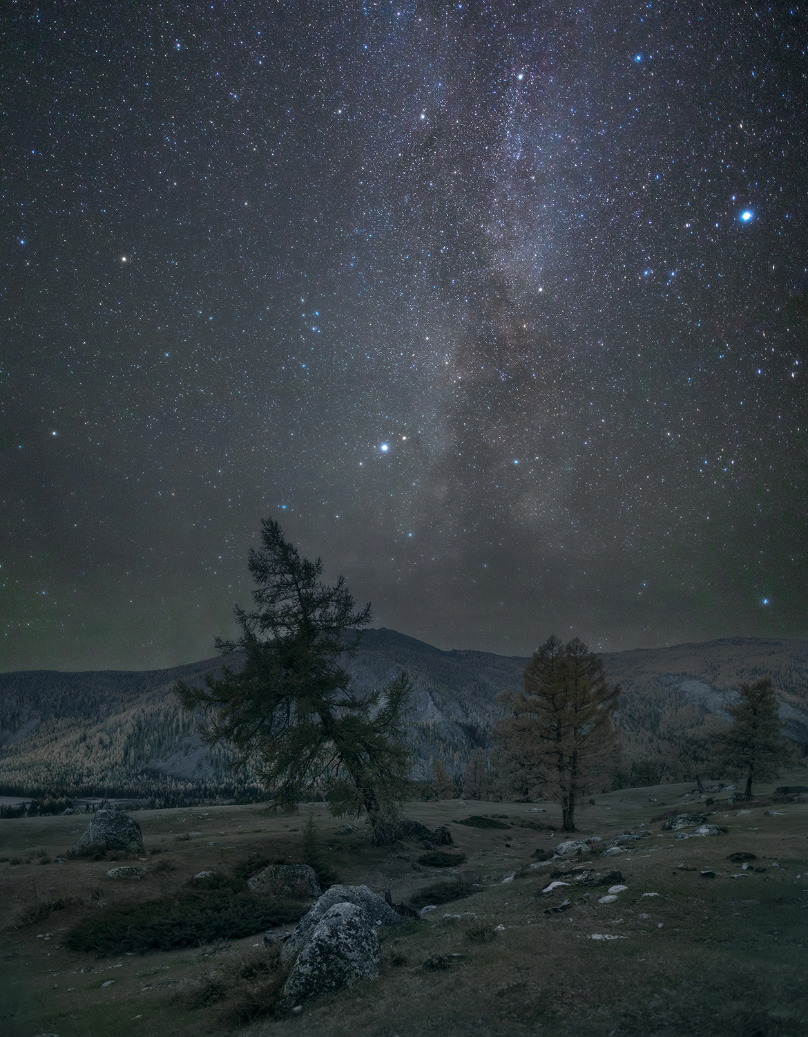 алтай, ночь, млечный путь, лиственницы, горы, Сергей Буторин