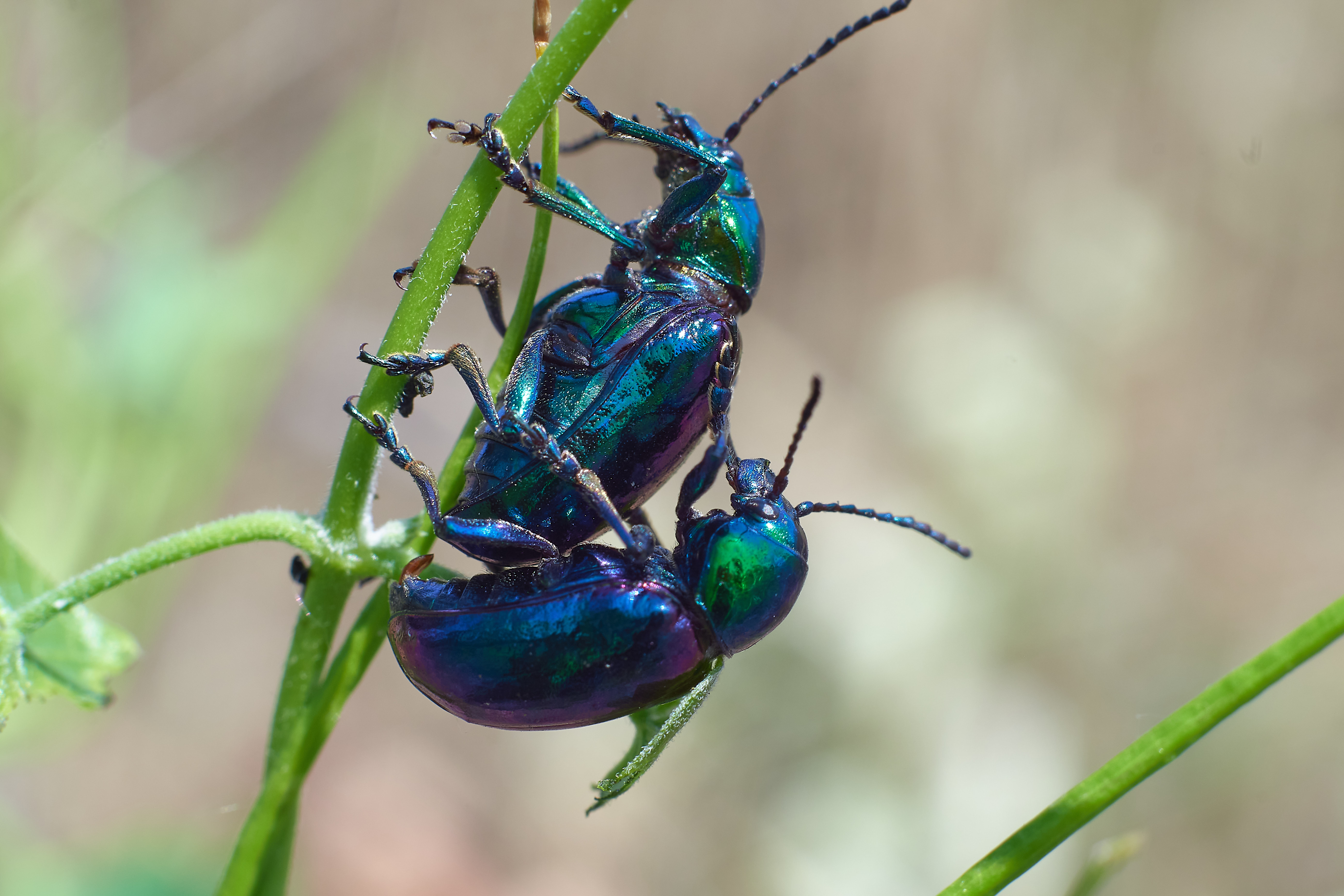 Азиатский листоед, Chrysochares asiaticus, , Павел Сторчилов