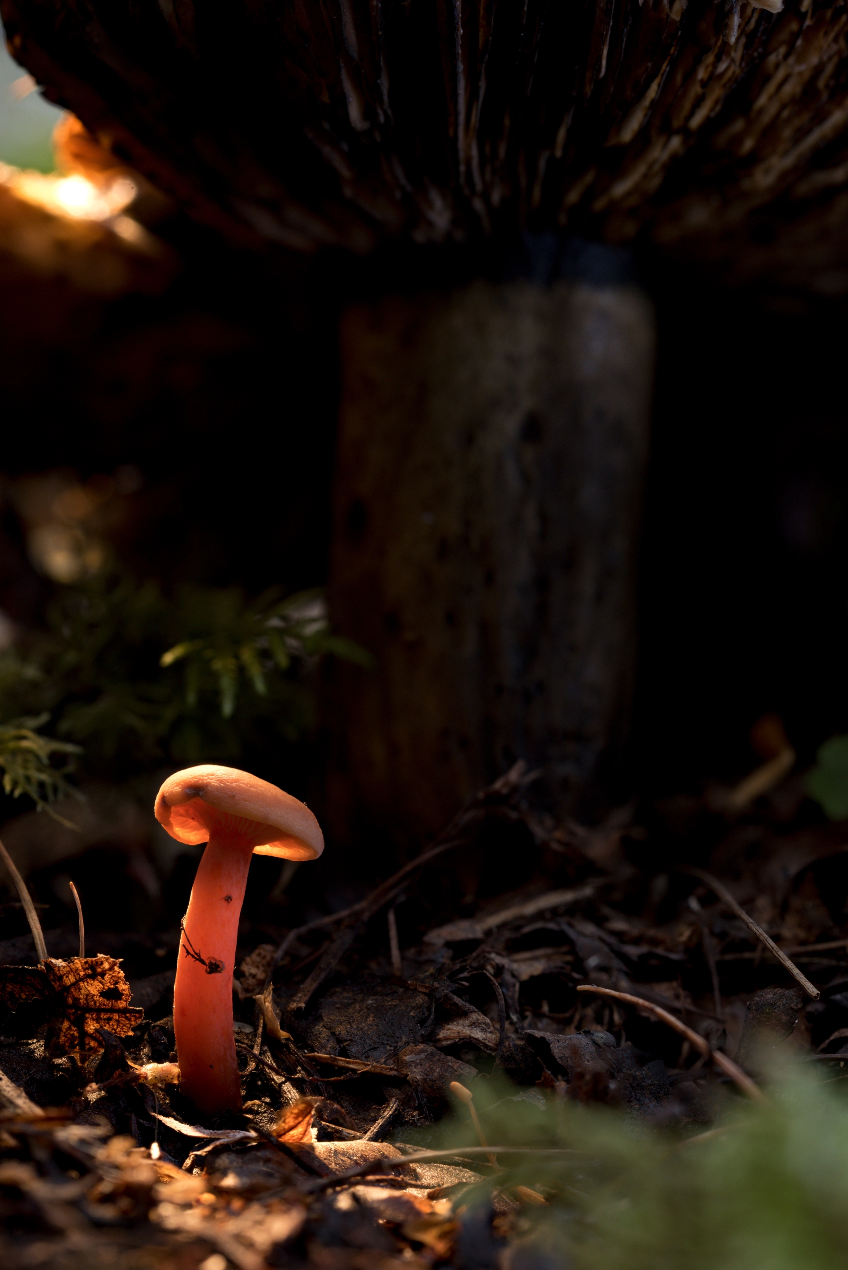 , Михаил Славный