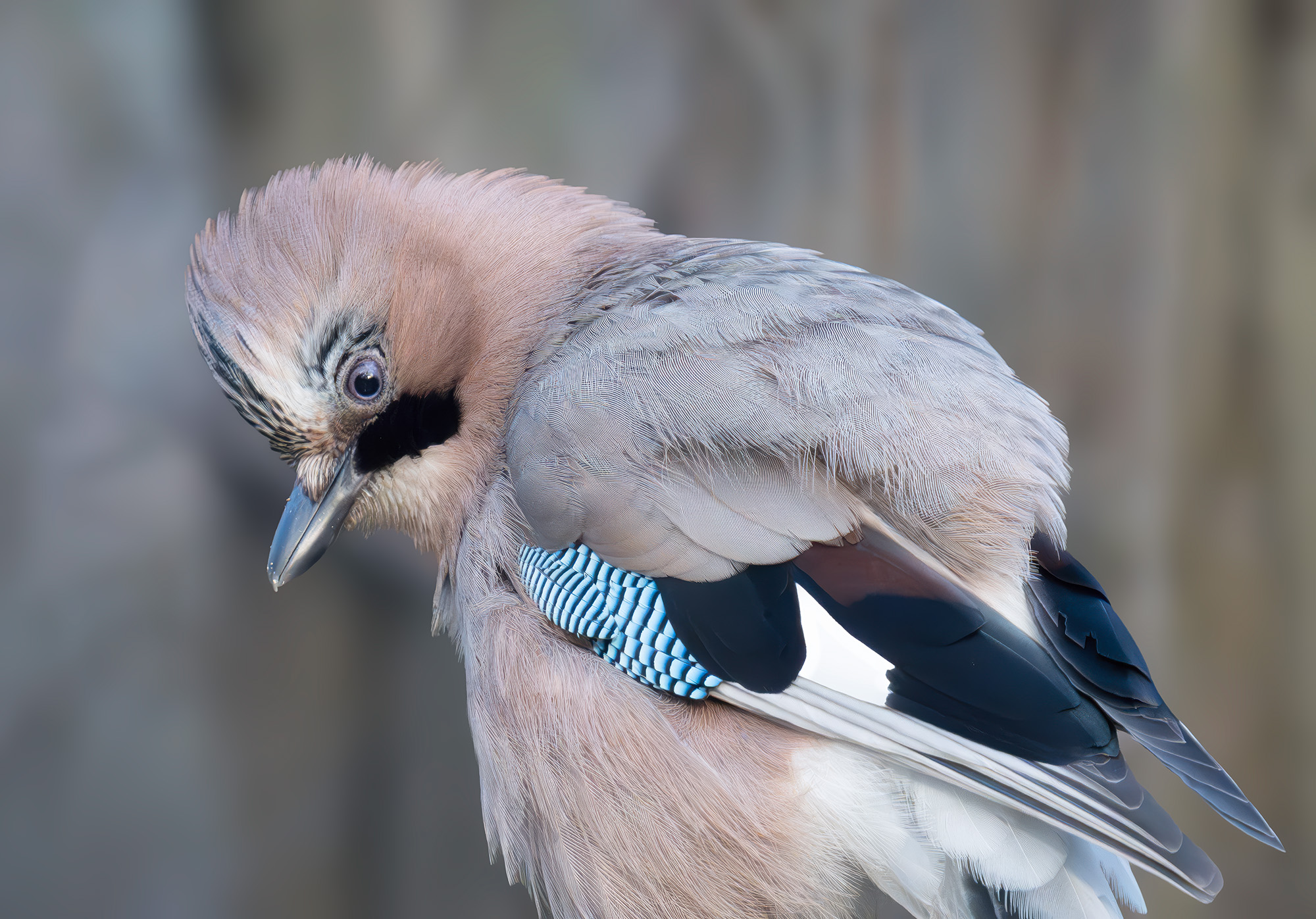 сойка, птица, врановые, Василиса Пушкарева
