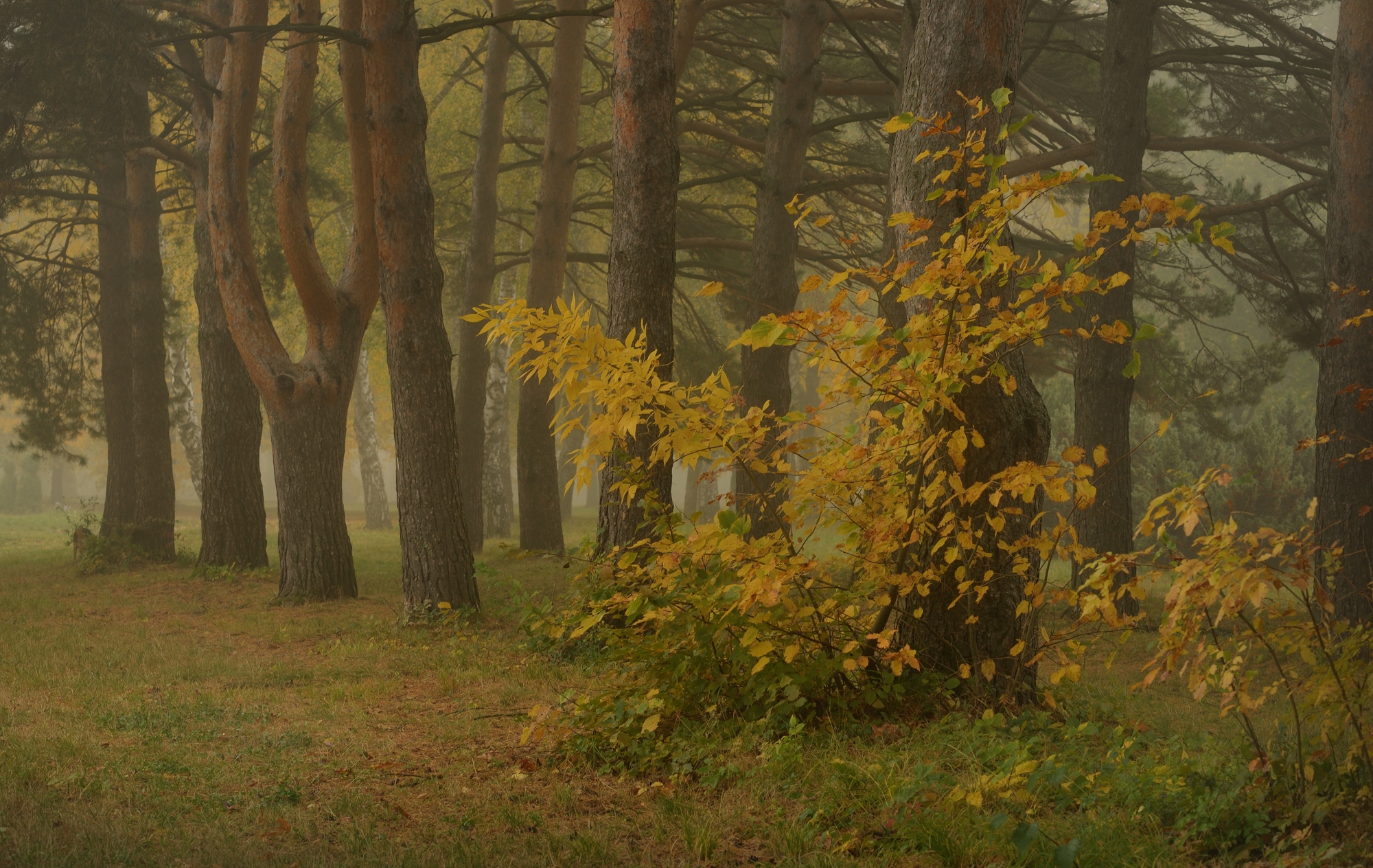 осень листва утро лес туман, Александр Жарников