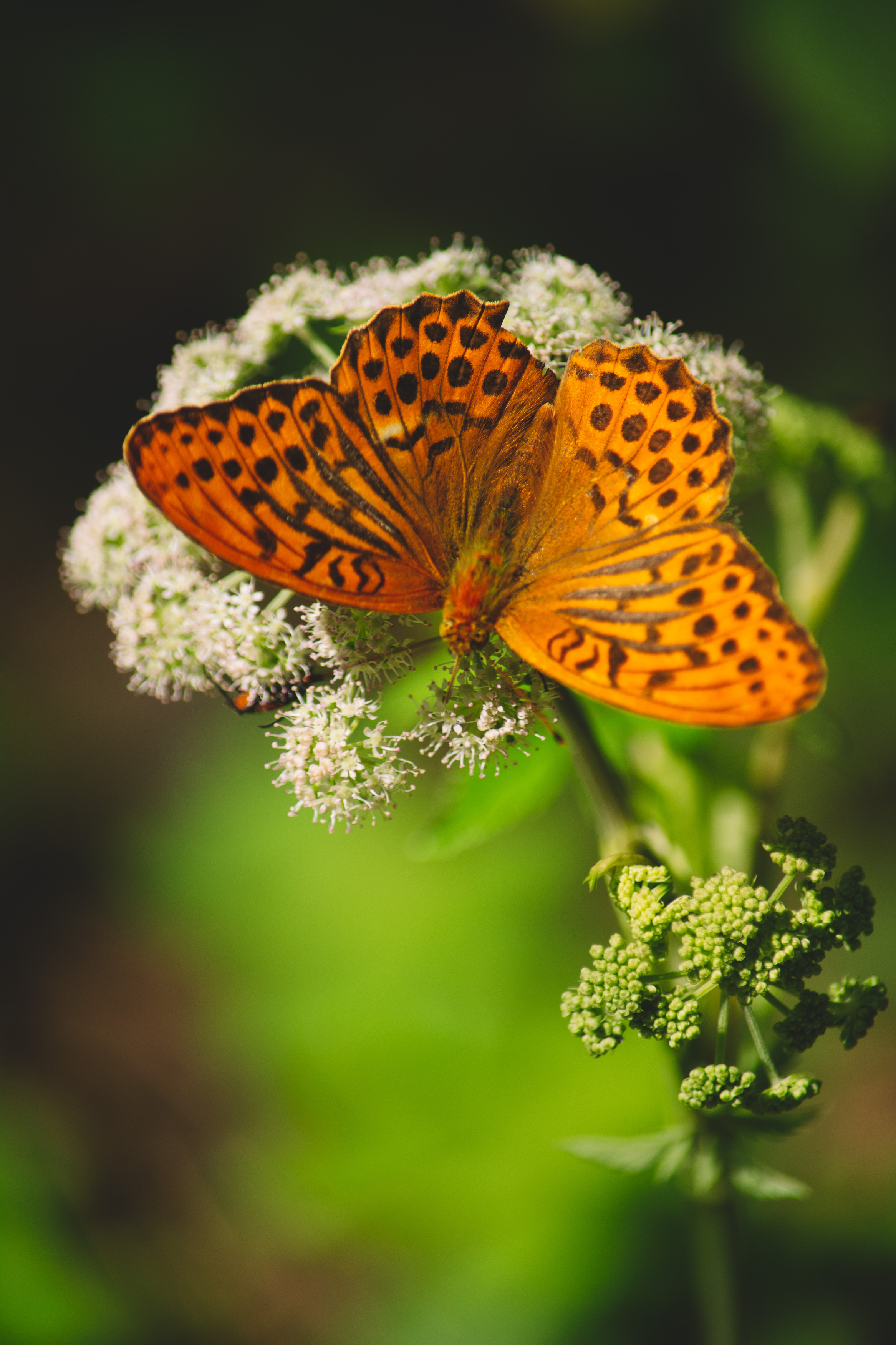 , Ольга Таланцева